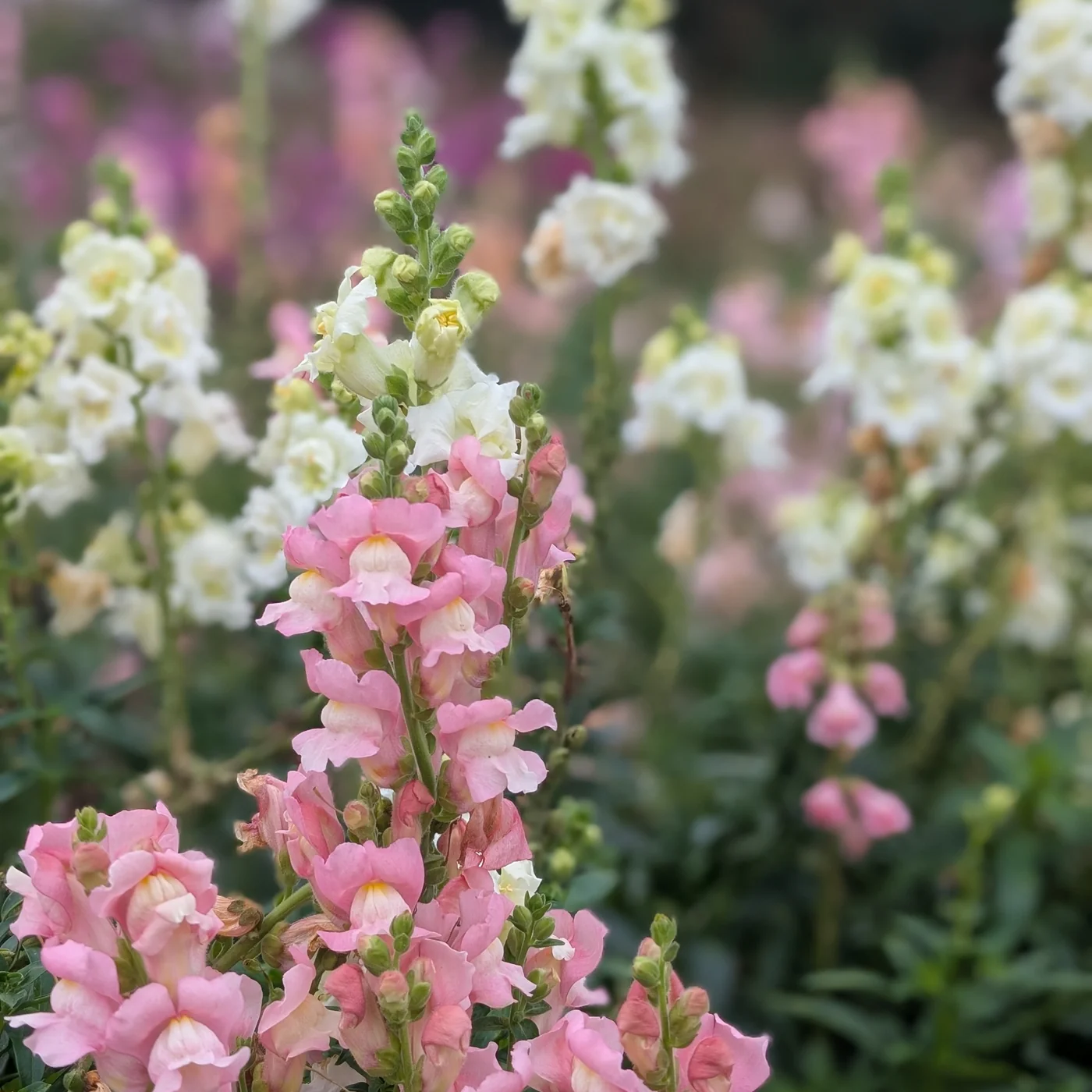 Grow Your Own Dorset Harvest