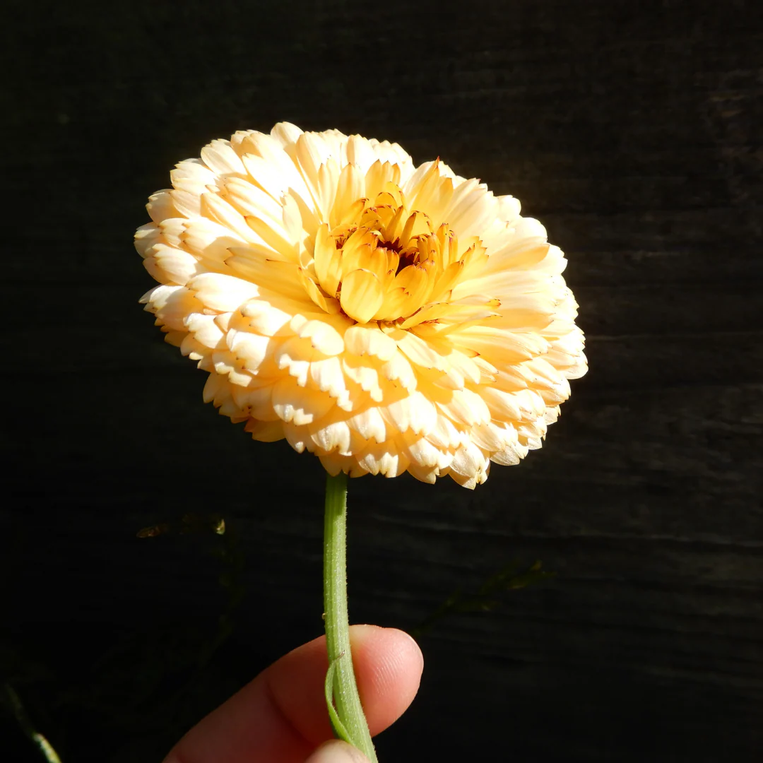 Calendula 'Apricot Pacific Beauty' - Image 3