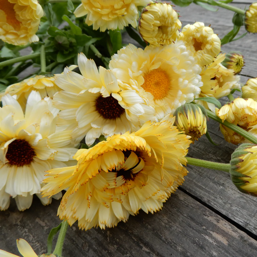 Calendula 'Ivory Princess' - Image 4