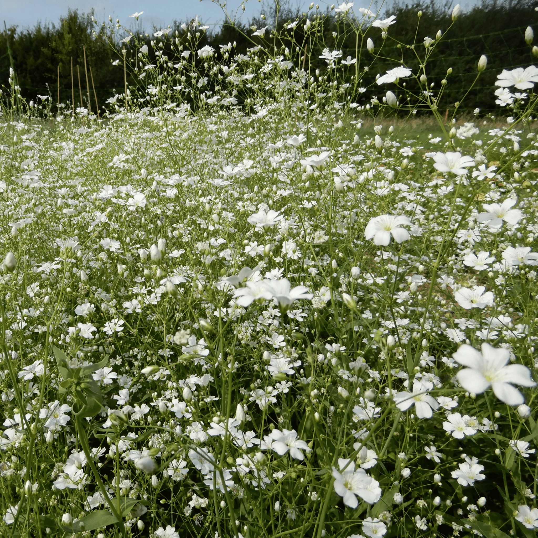 Gypsophila 'Covent Garden' - Image 3