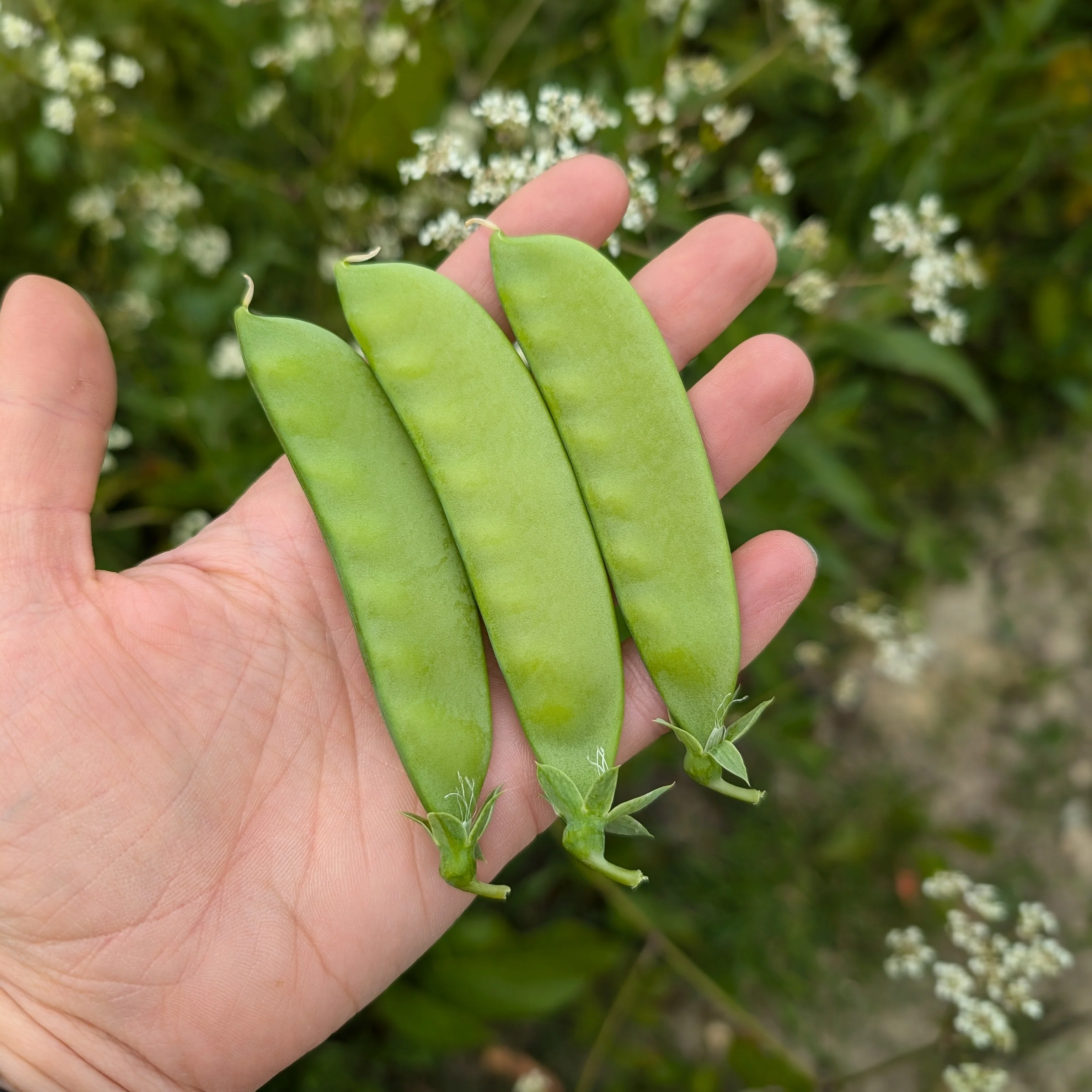 Kids' Vegetable Seed Collection | Easy-Grow & Eco-Friendly Present for Young UK Gardeners - Image 4