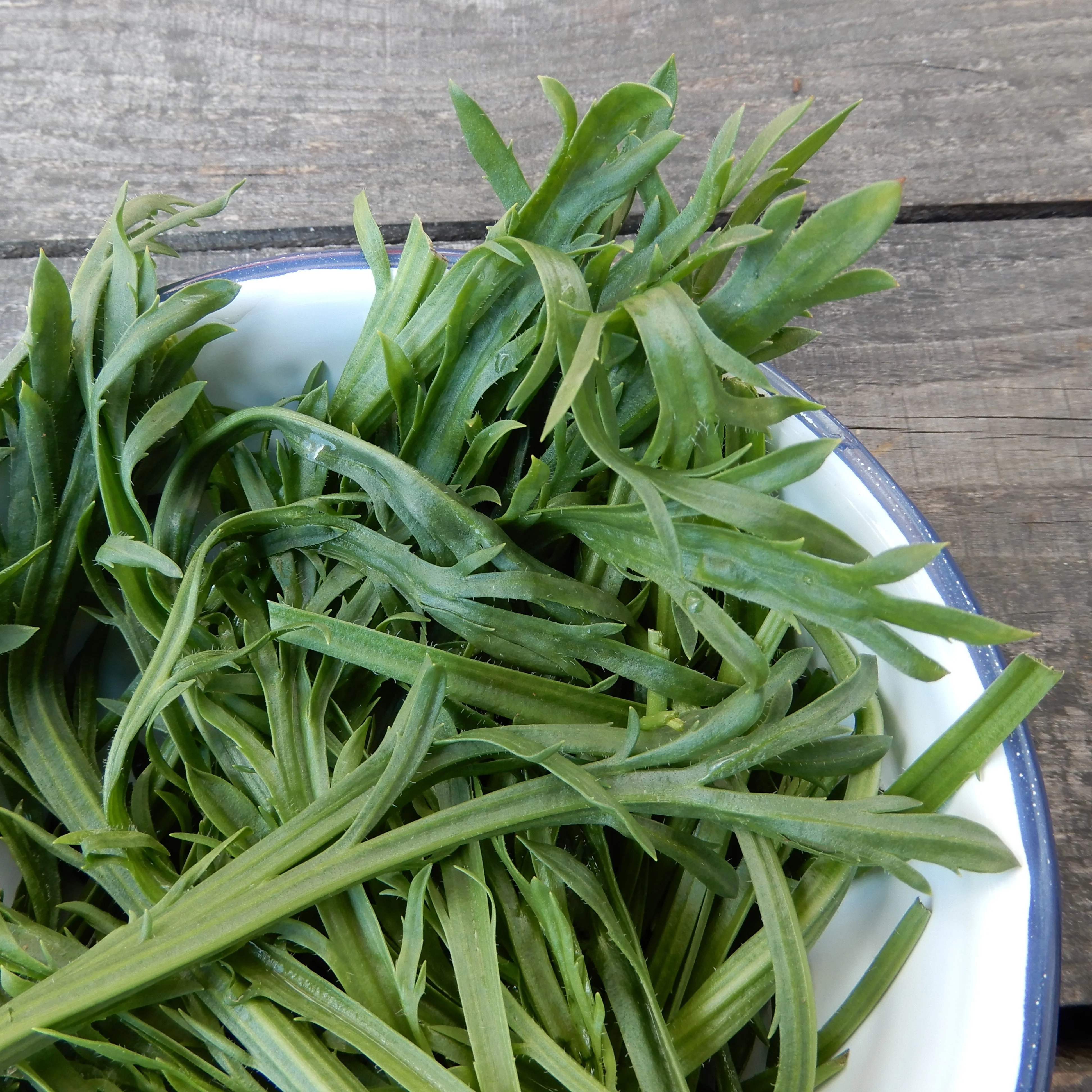 Salad Leaf Buck's Horn Plantain - Image 3