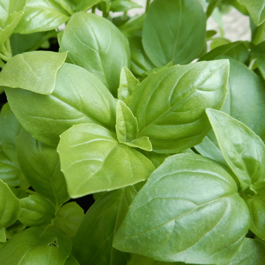 Kids' Vegetable Seed Collection | Easy-Grow & Eco-Friendly Present for Young UK Gardeners - Image 6