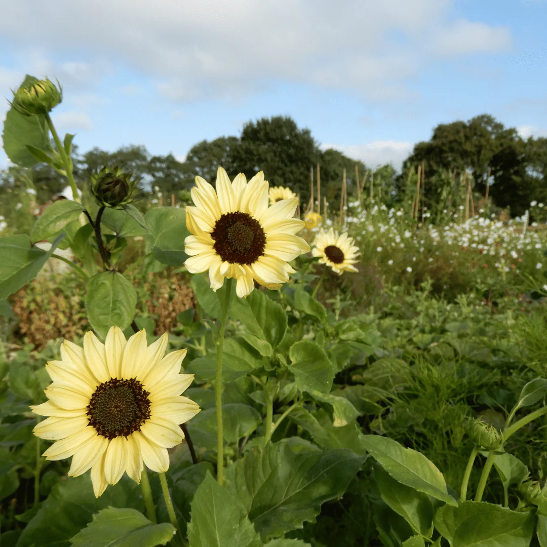 Sunflower 'Valentine' - Image 3