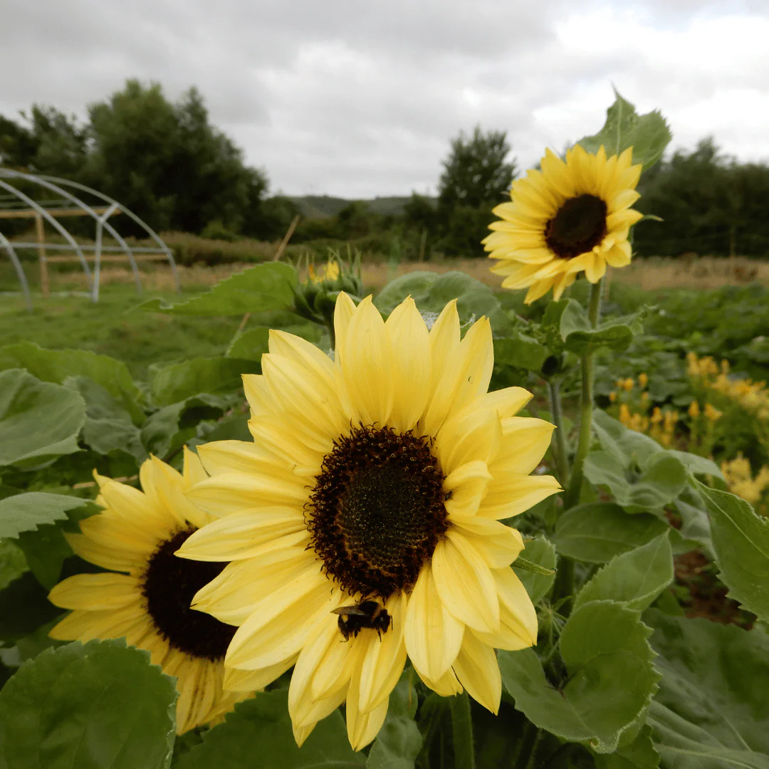 Sunflower 'Valentine' - Image 4