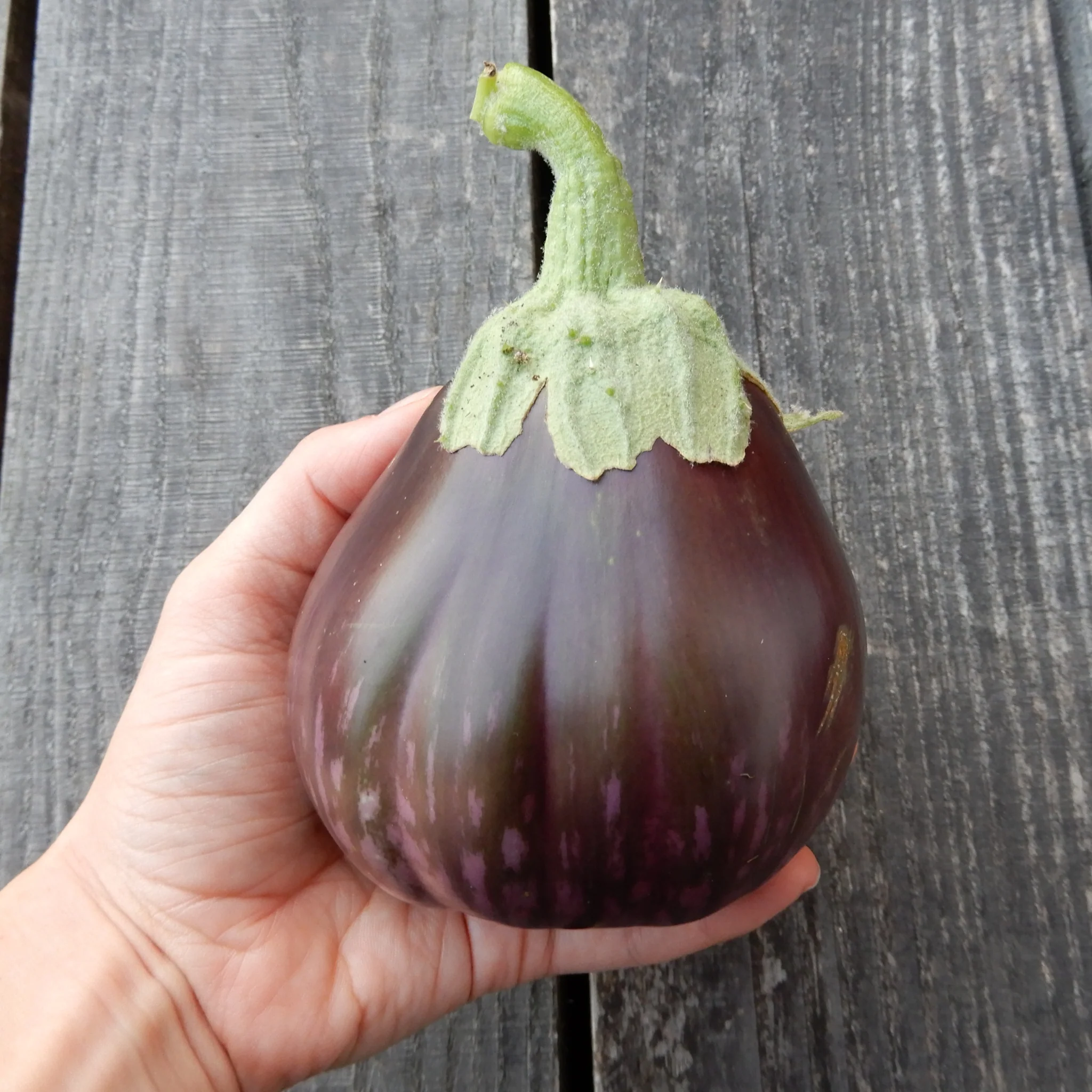 Aubergine 'Black Beauty'