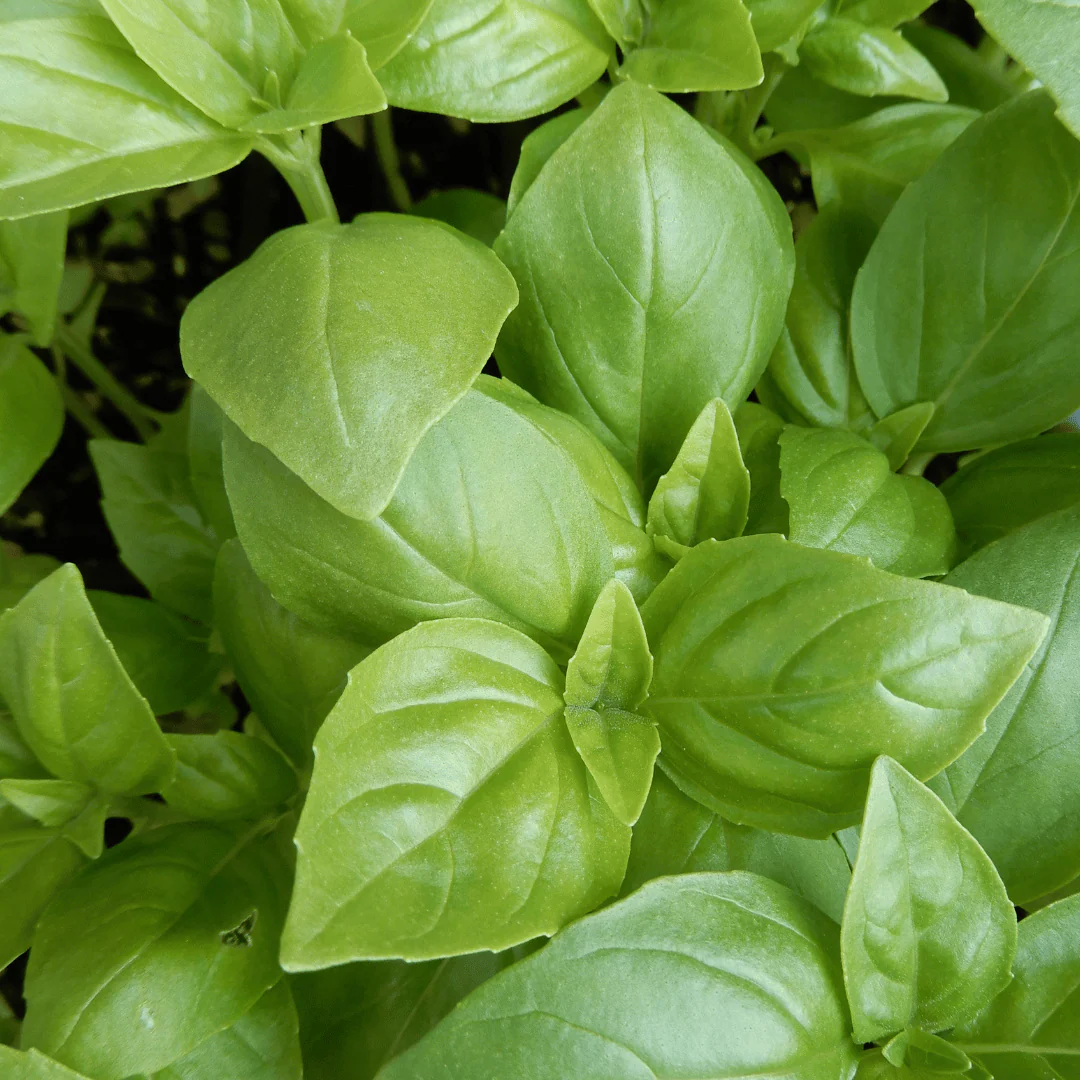 Basil 'Sweet Genovese' - Image 2