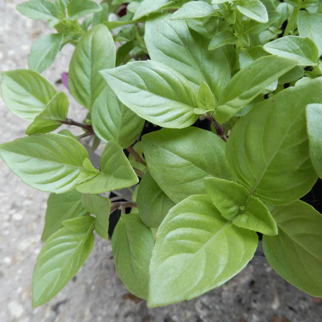 Basil 'Thai Sweet Basil'