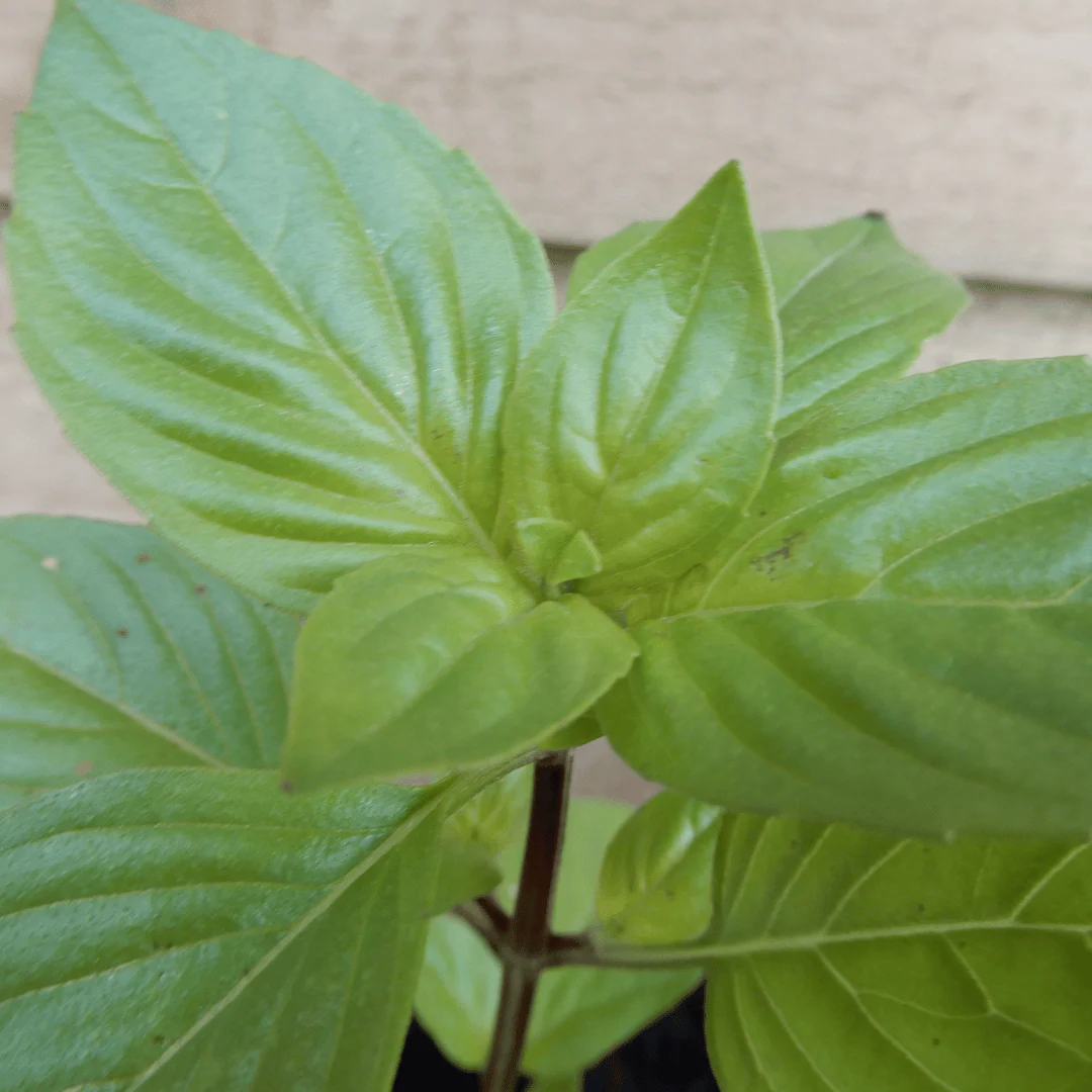 Basil 'Thai Sweet Basil' - Image 2