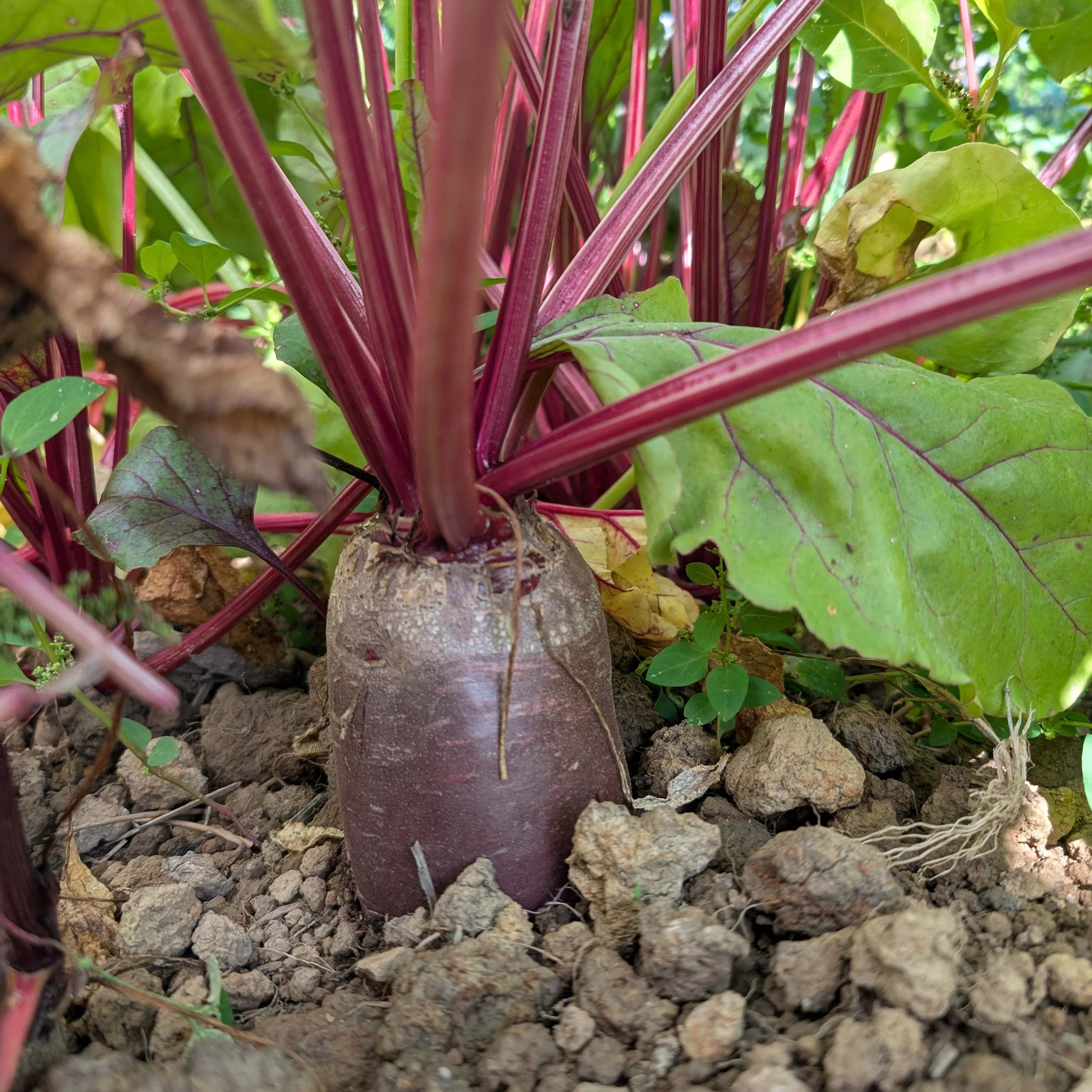 Beetroot 'Cylindra'