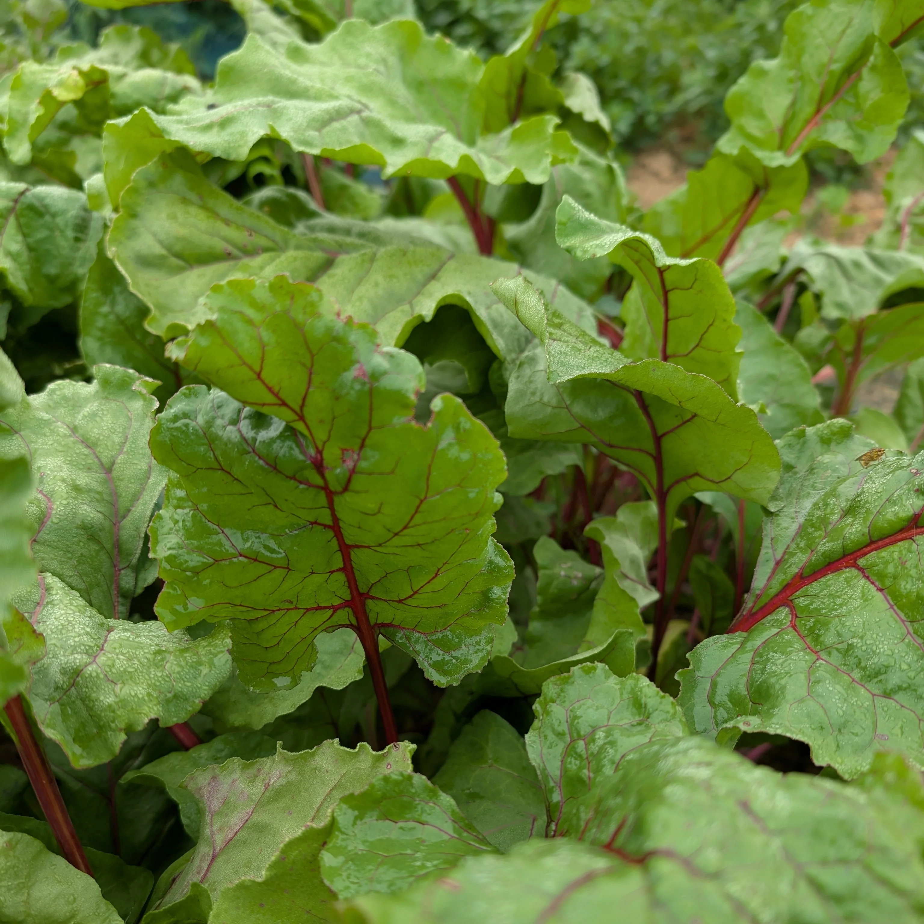 Beetroot 'Cylindra' - Image 2