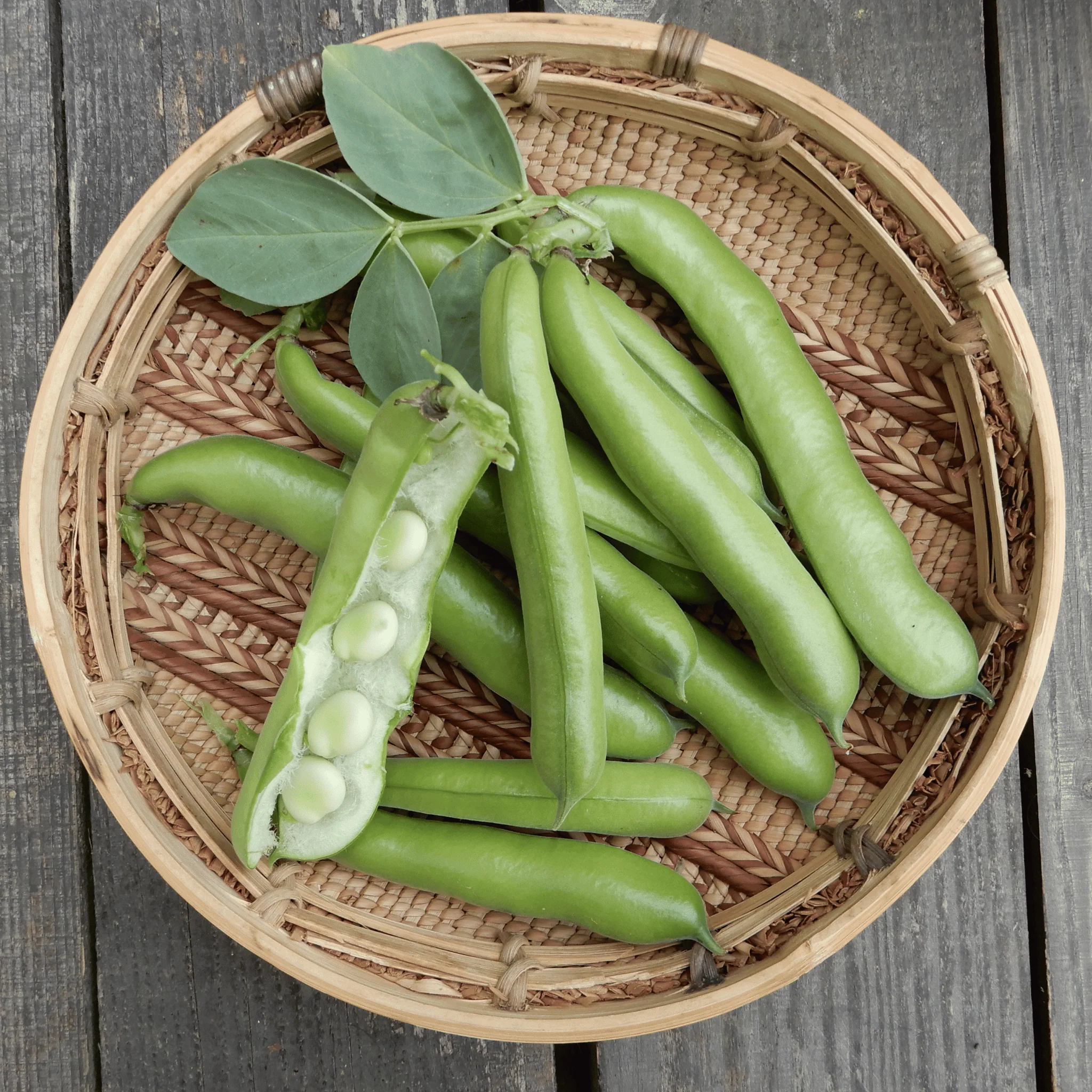 Broad Bean 'Ratio'