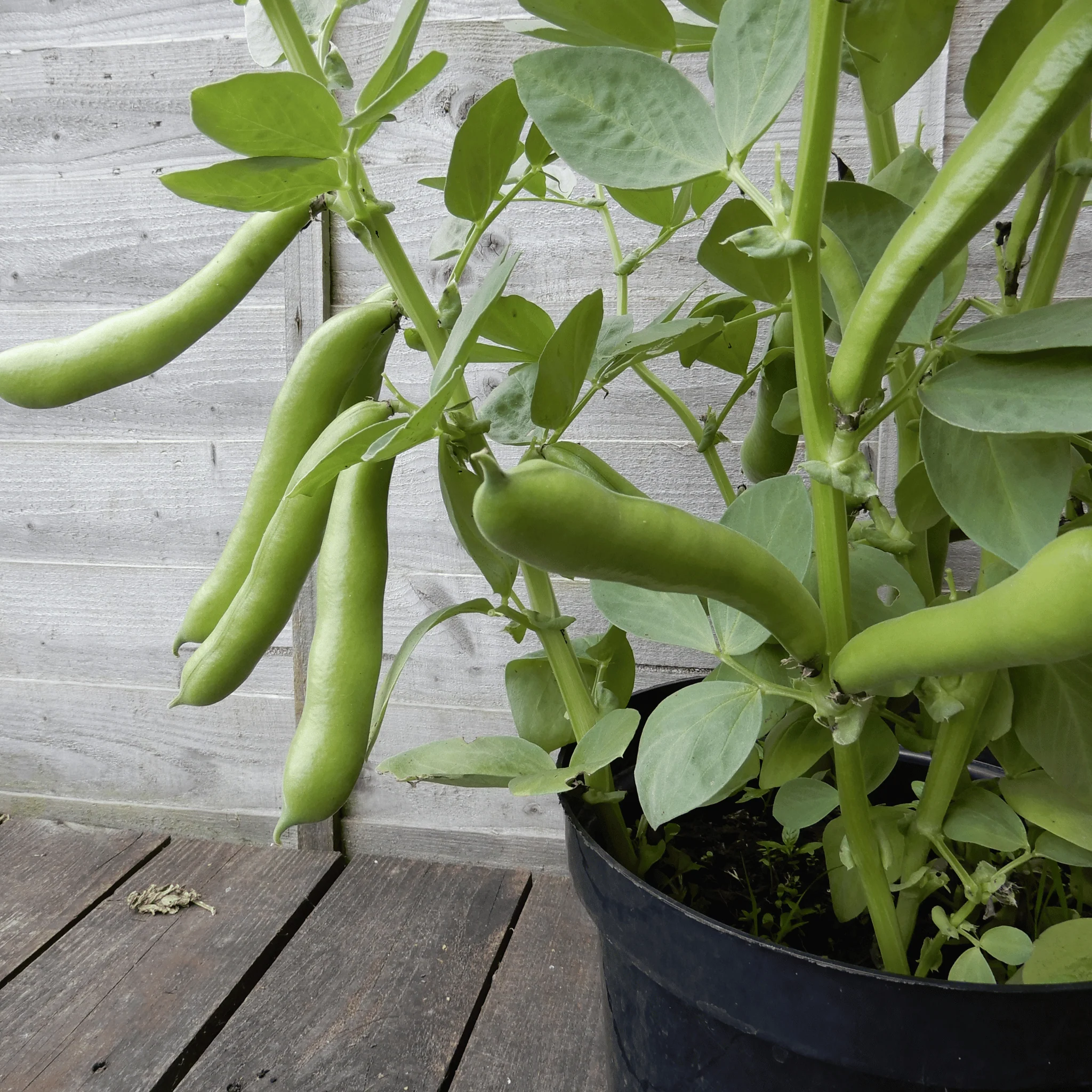 Broad Bean 'Ratio' - Image 2