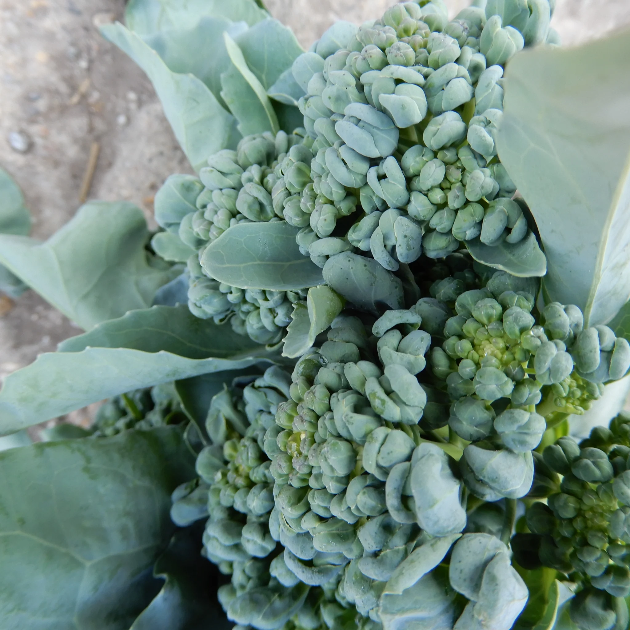 Broccoli 'Piracicaba' - Image 2