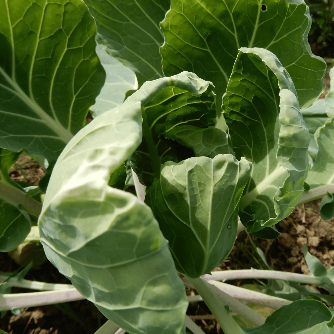 Brussels Sprouts 'Groninger' - Image 3