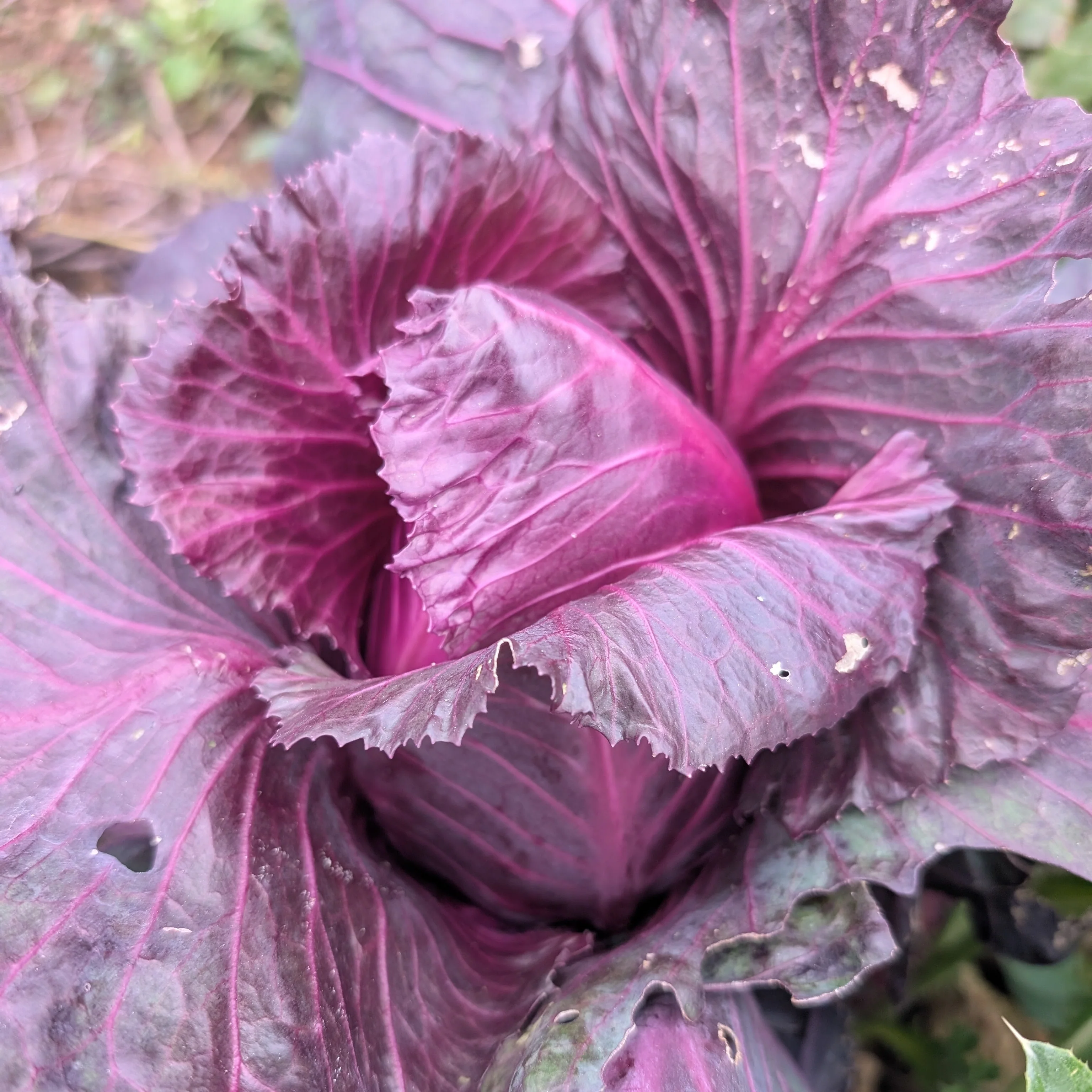 Cabbage 'Kalibos'