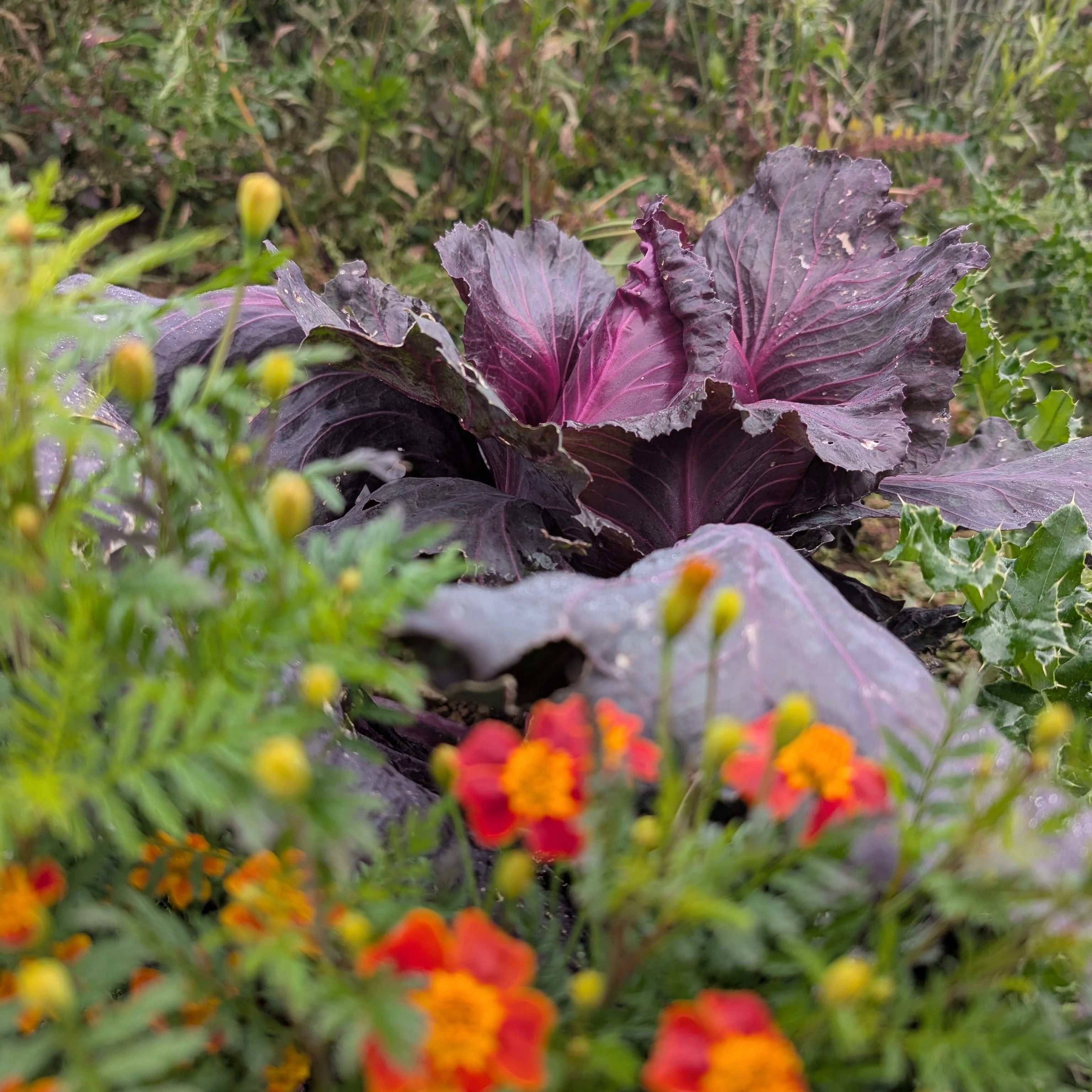 Cabbage 'Kalibos' - Image 2