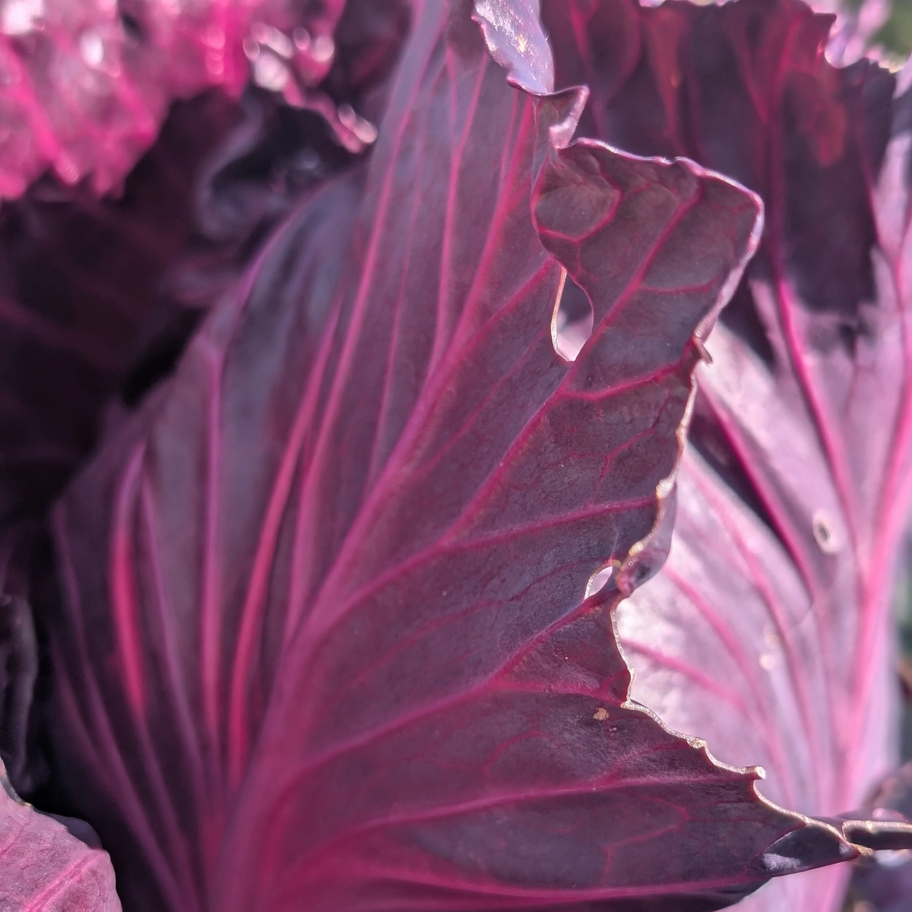 Cabbage 'Kalibos' - Image 3