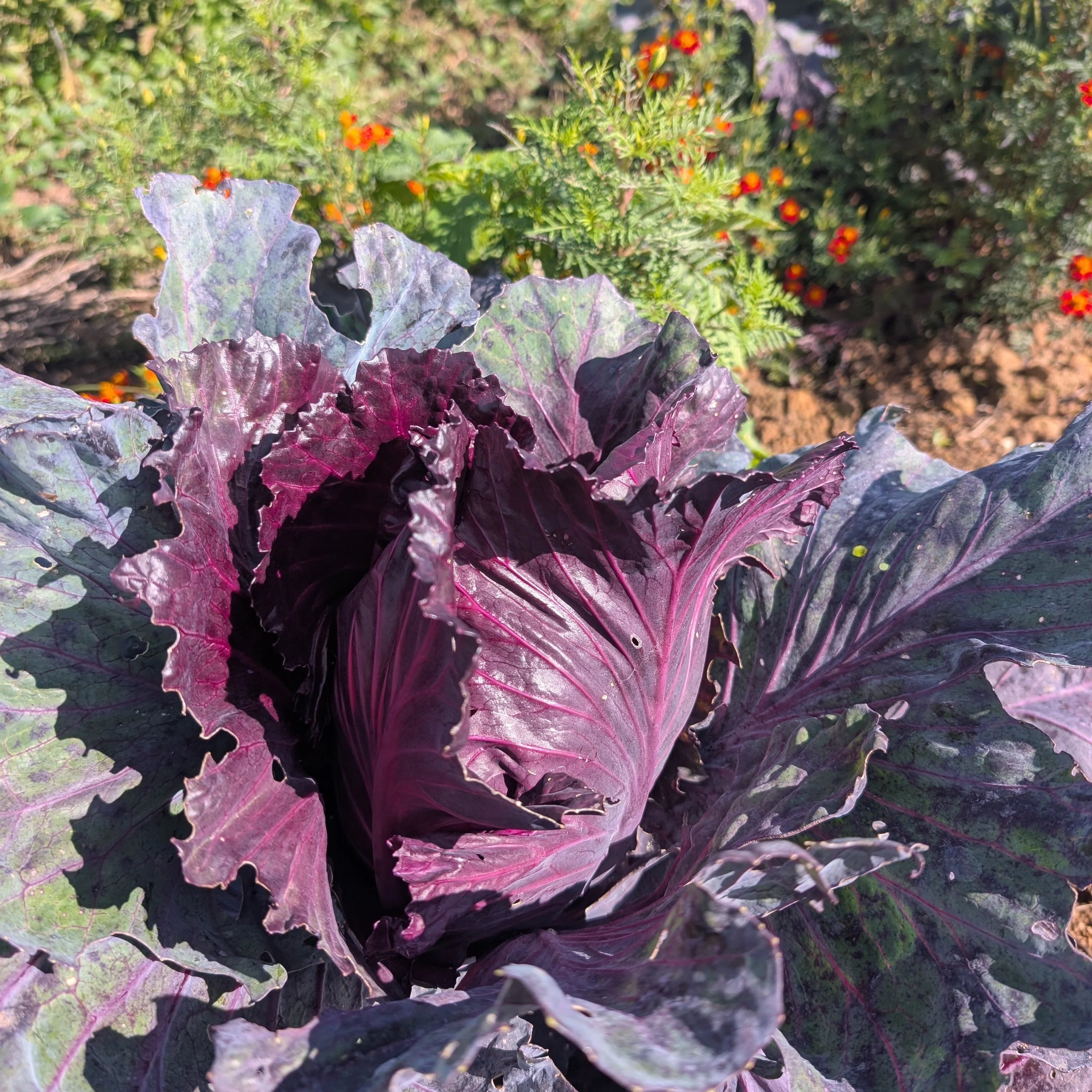 Cabbage 'Kalibos' - Image 4