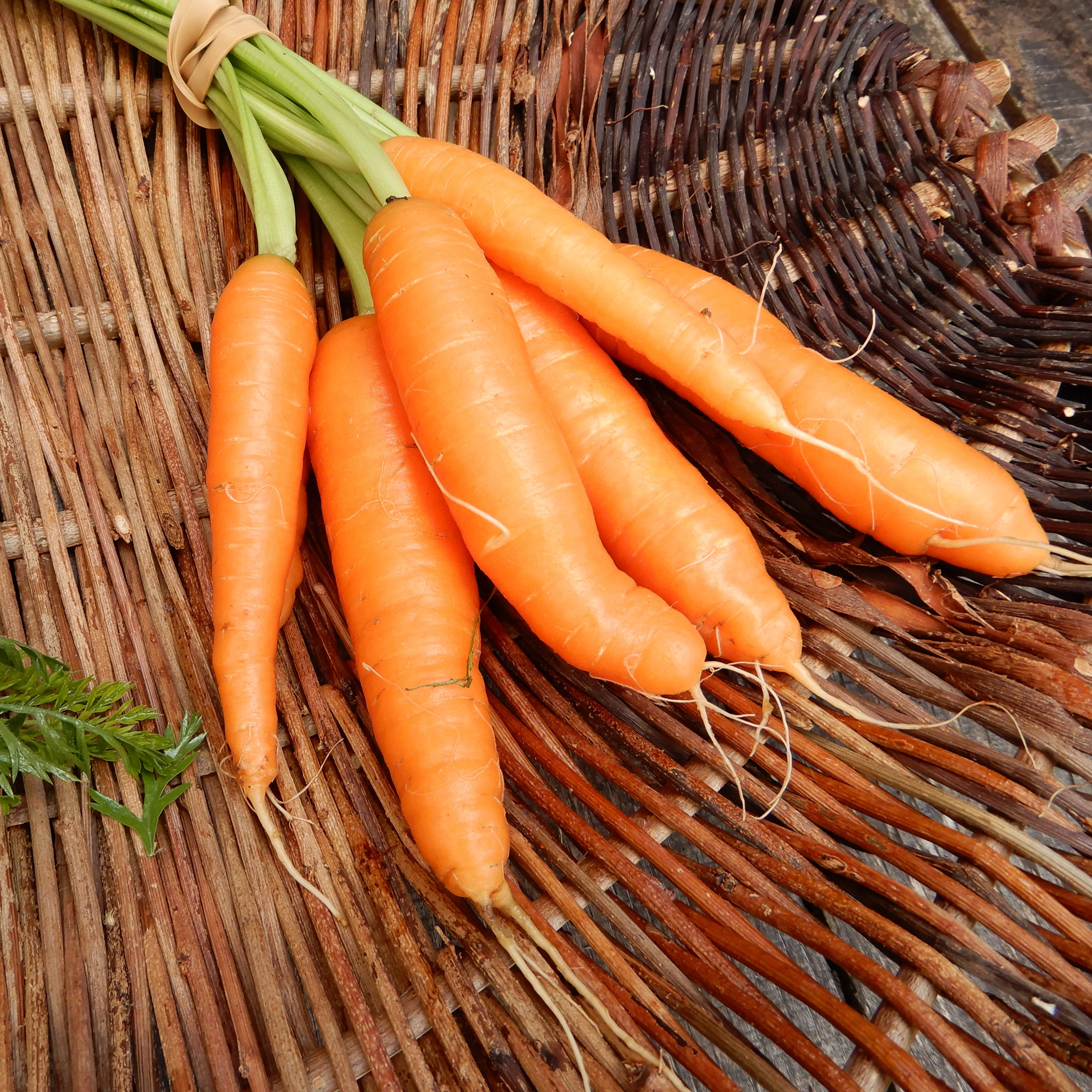 Carrot 'Little Fingers'