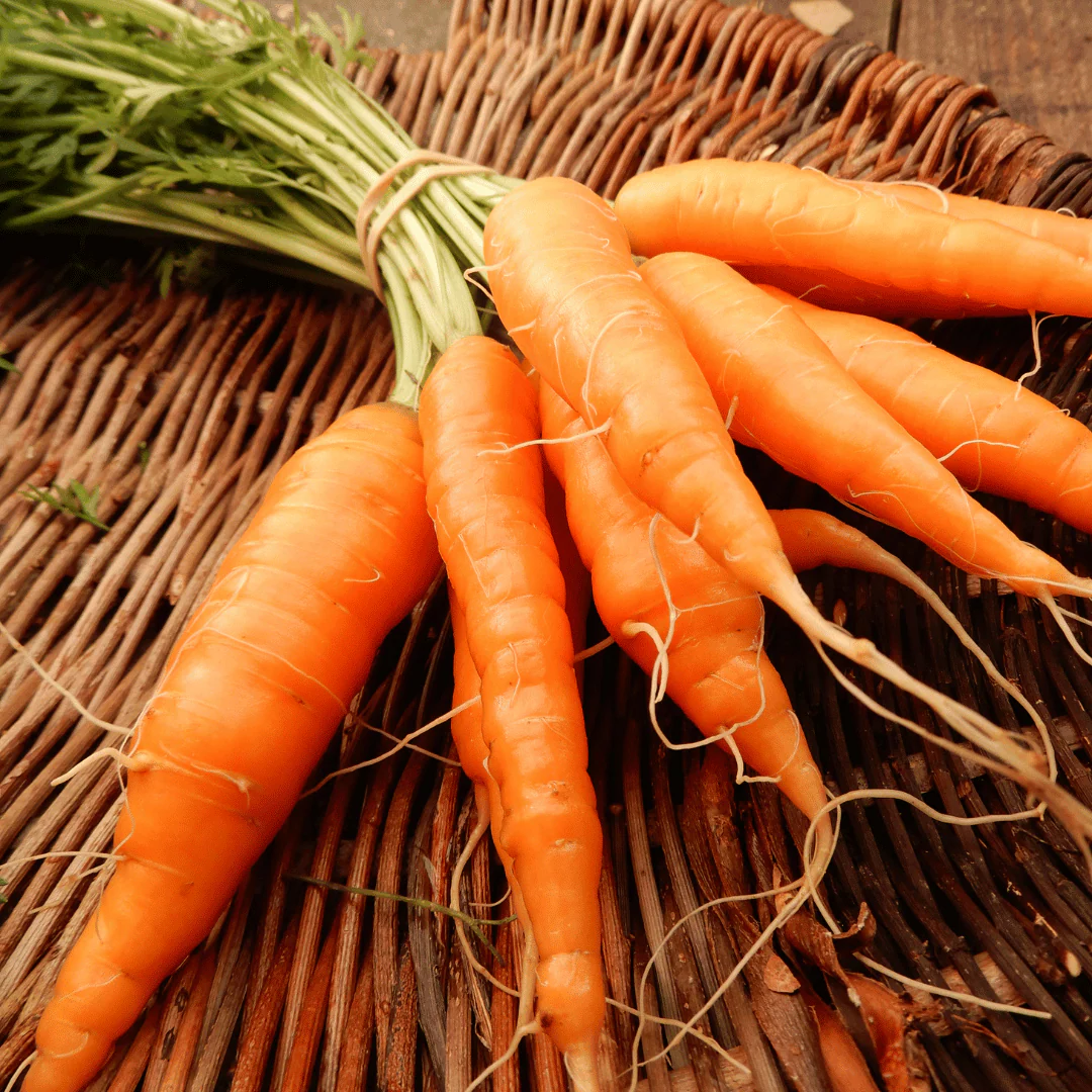Carrot 'Rothild' - Image 3