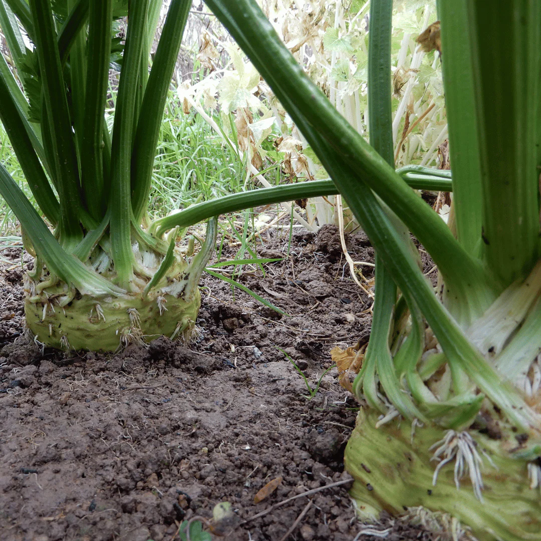 Celeriac 'Monarch'