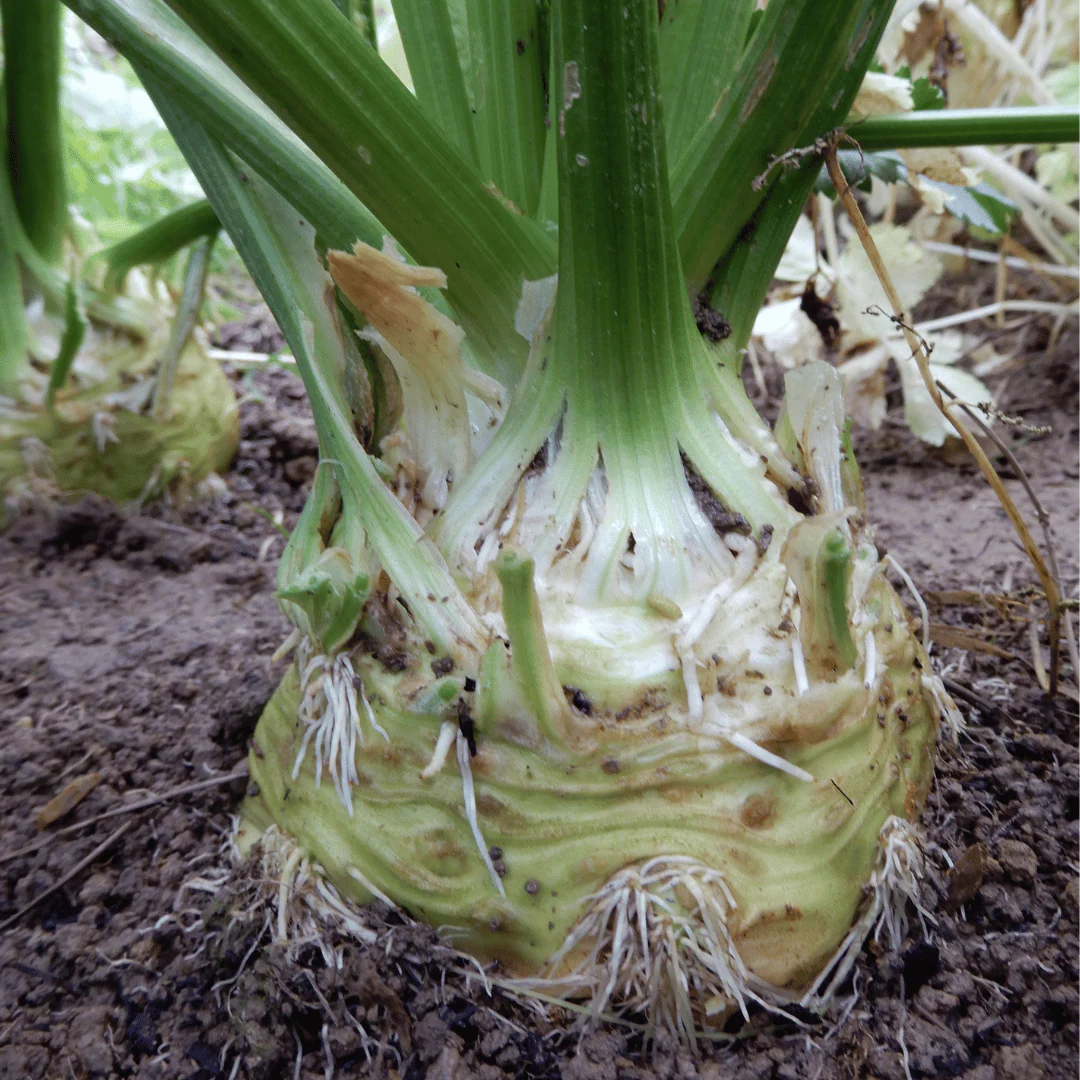 Celeriac 'Monarch' - Image 2