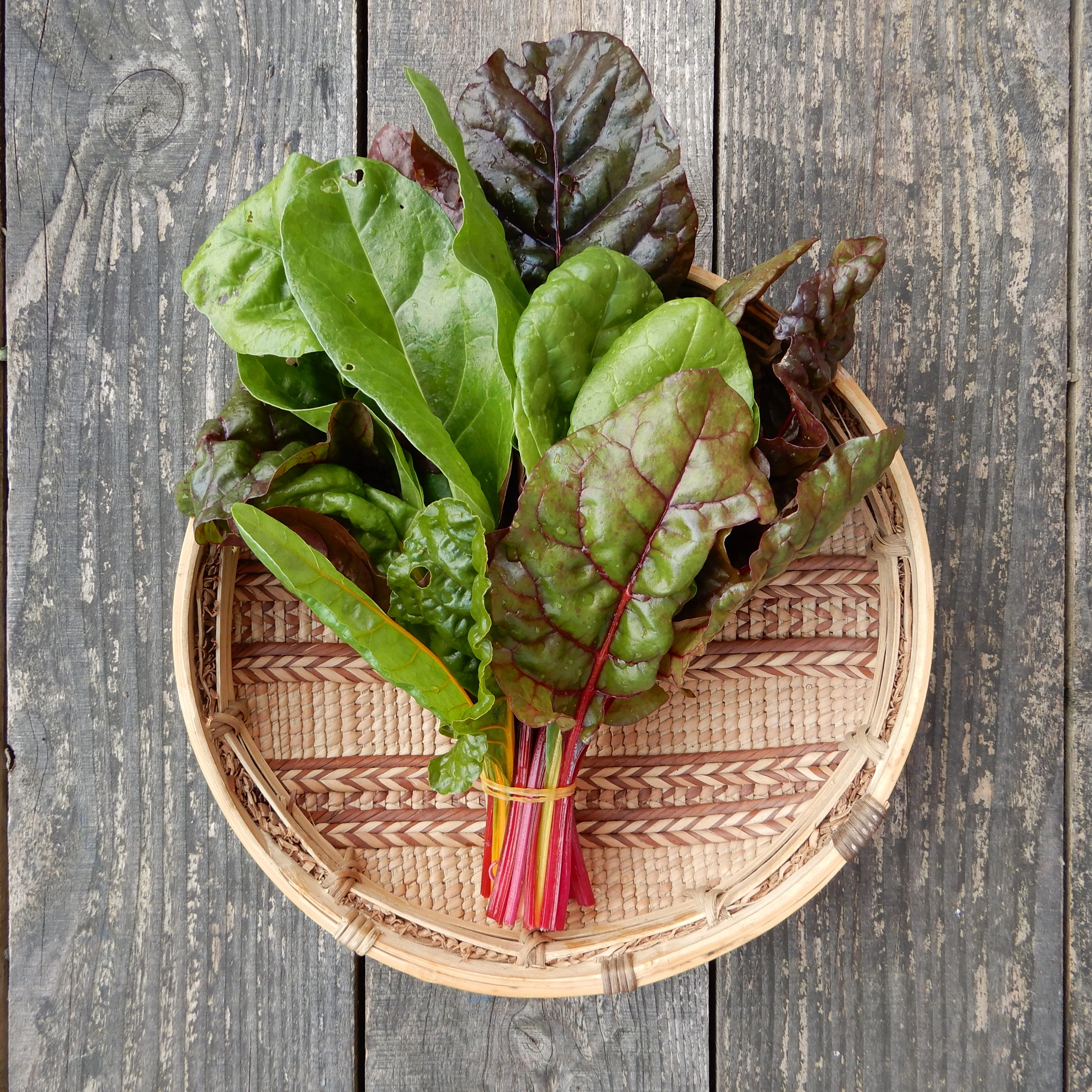 Chard 'Fireworks'