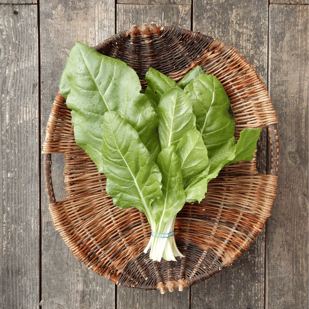 Chard 'Swiss Chard'