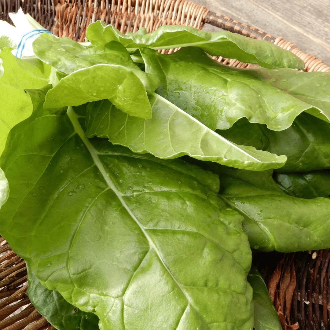 Chard 'Swiss Chard' - Image 3