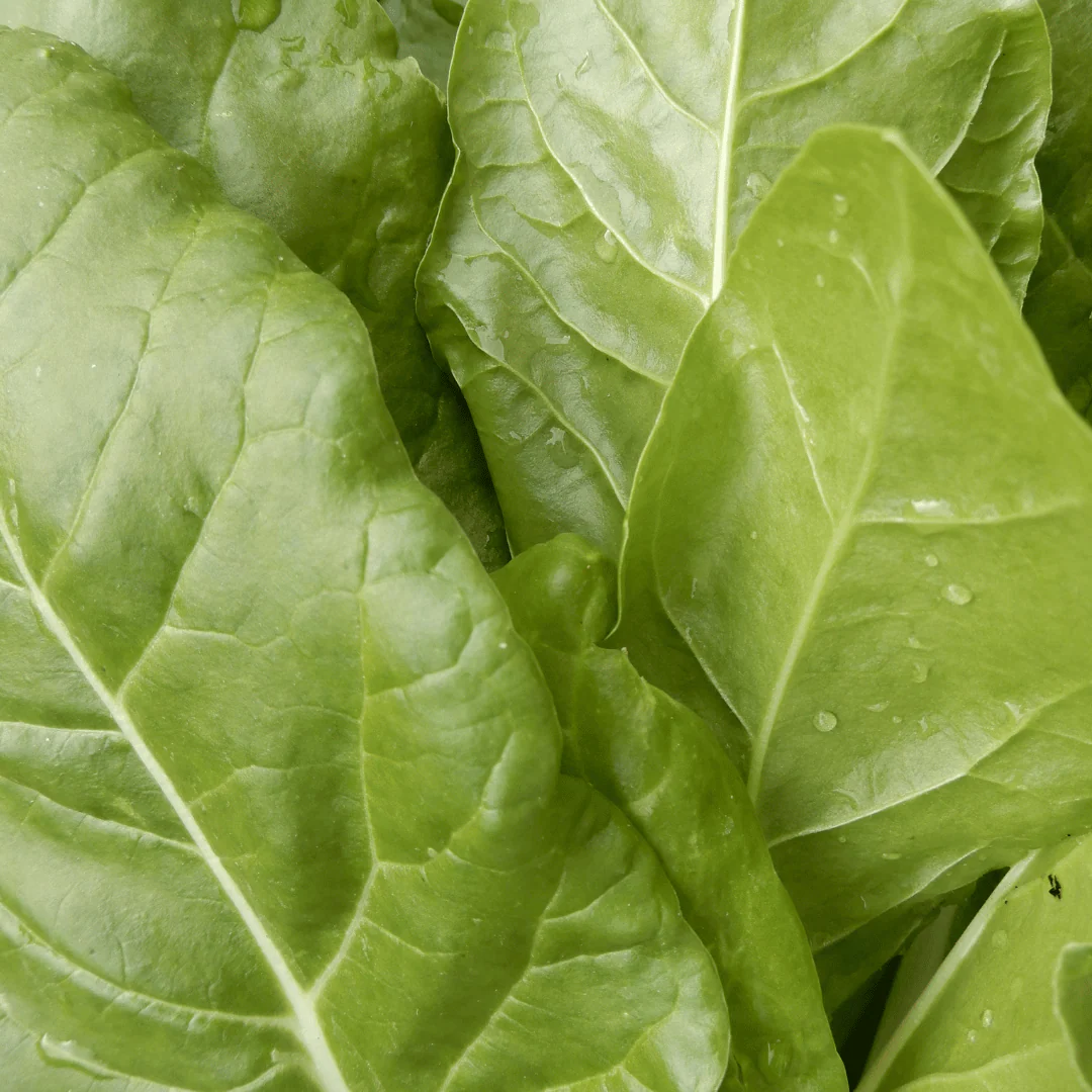 Chard 'Swiss Chard' - Image 4
