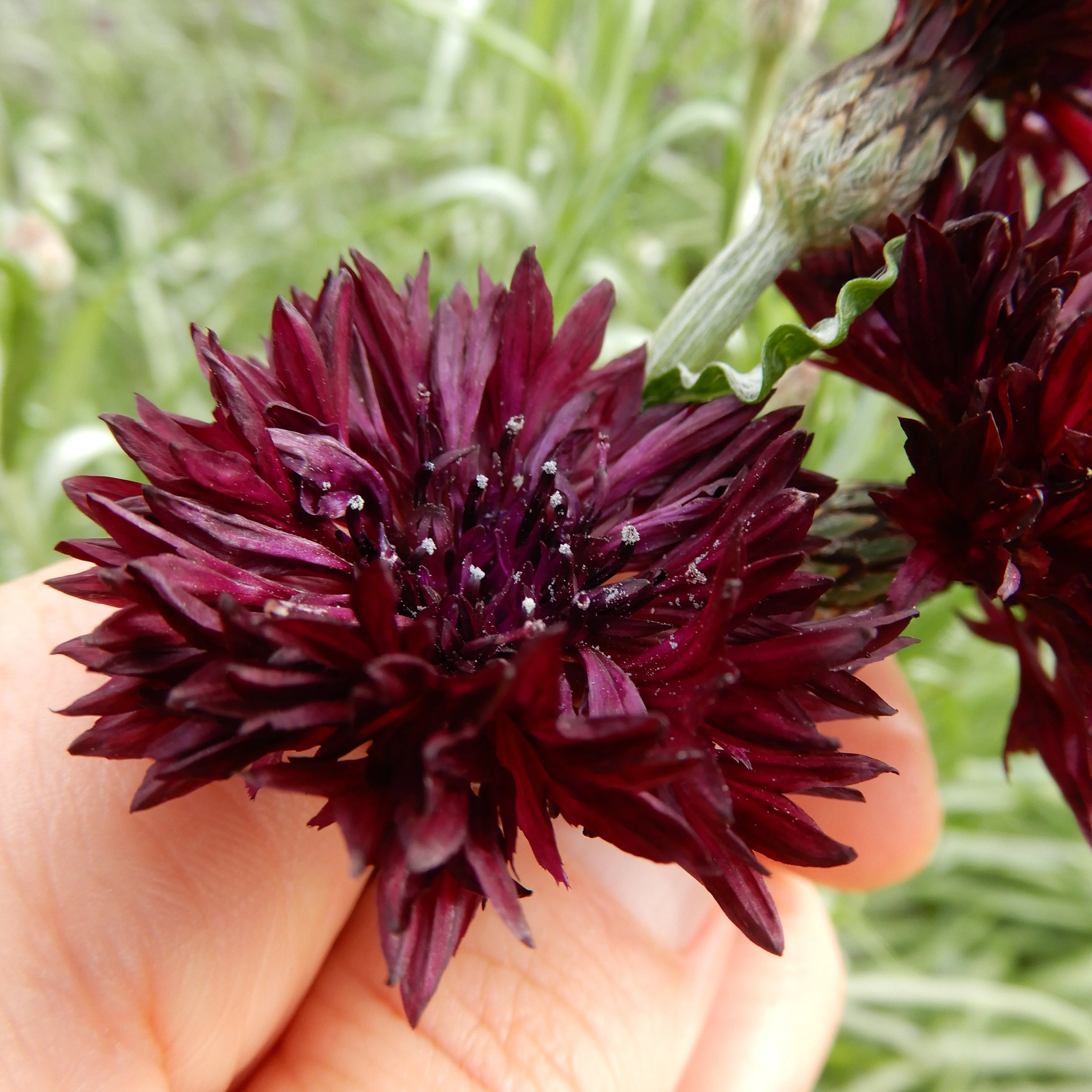 Cornflower 'Black Ball'