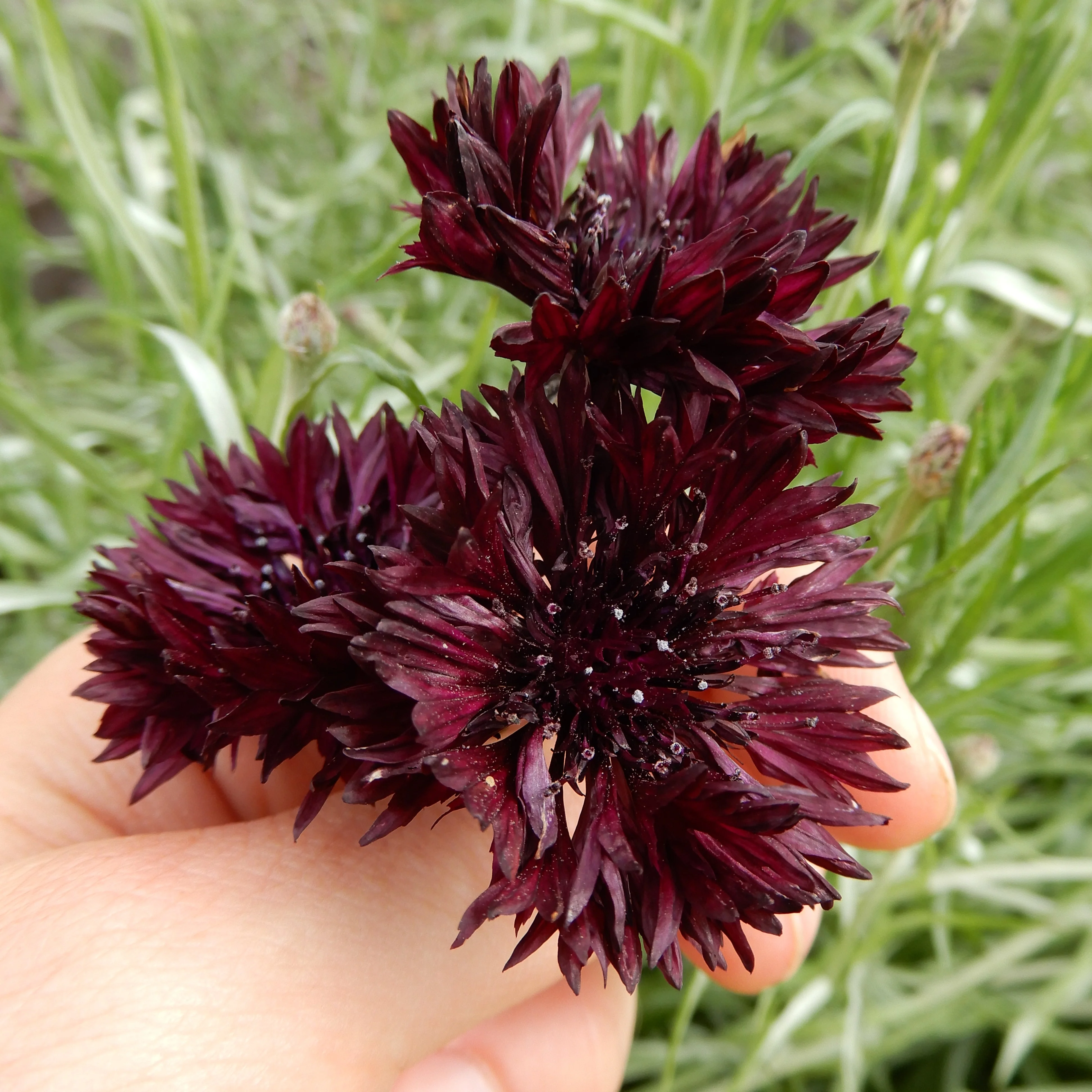 Cornflower 'Black Ball' - Image 2