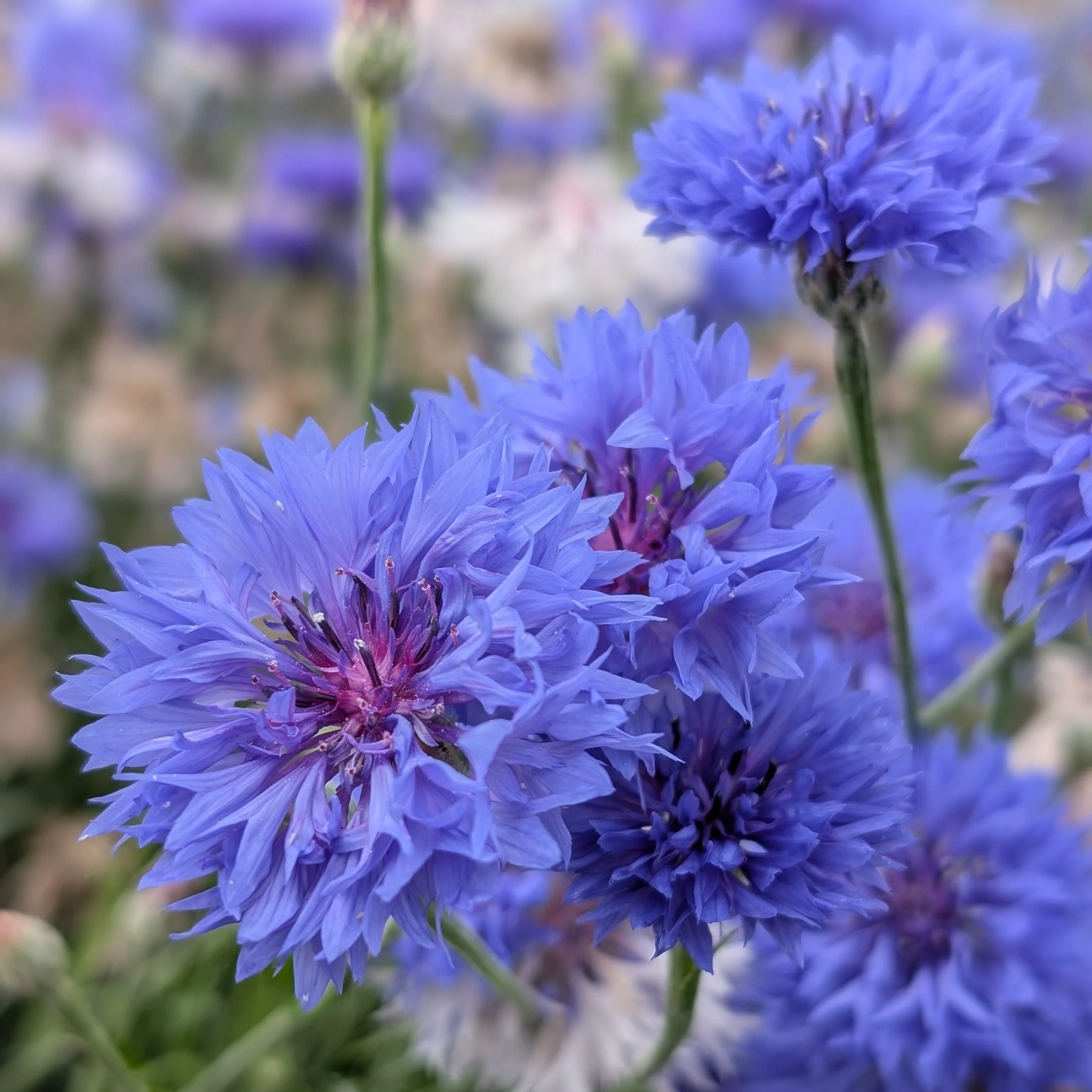 Cornflower 'Florist Blue Boy'