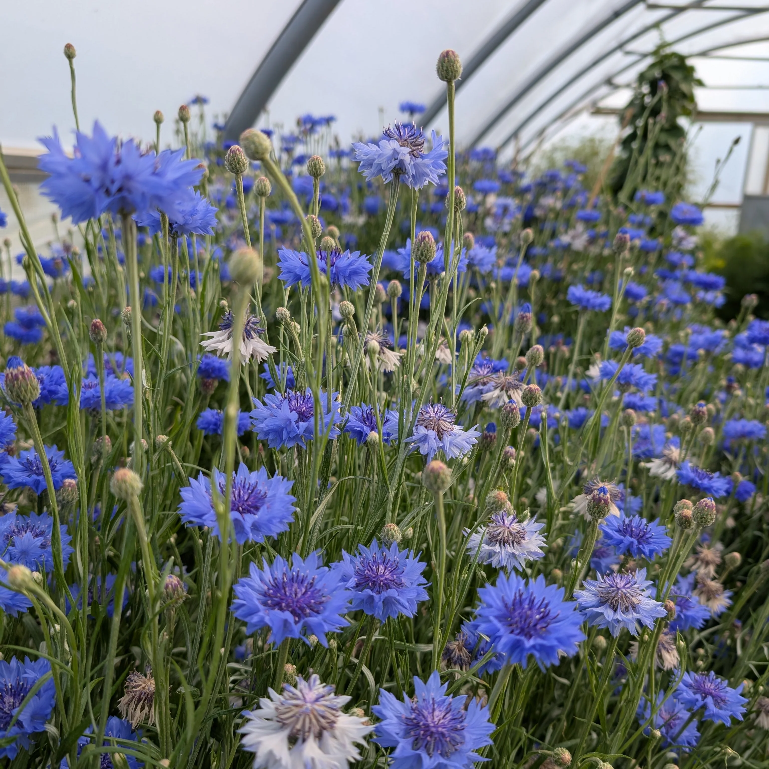 Cornflower 'Florist Blue Boy' - Image 2