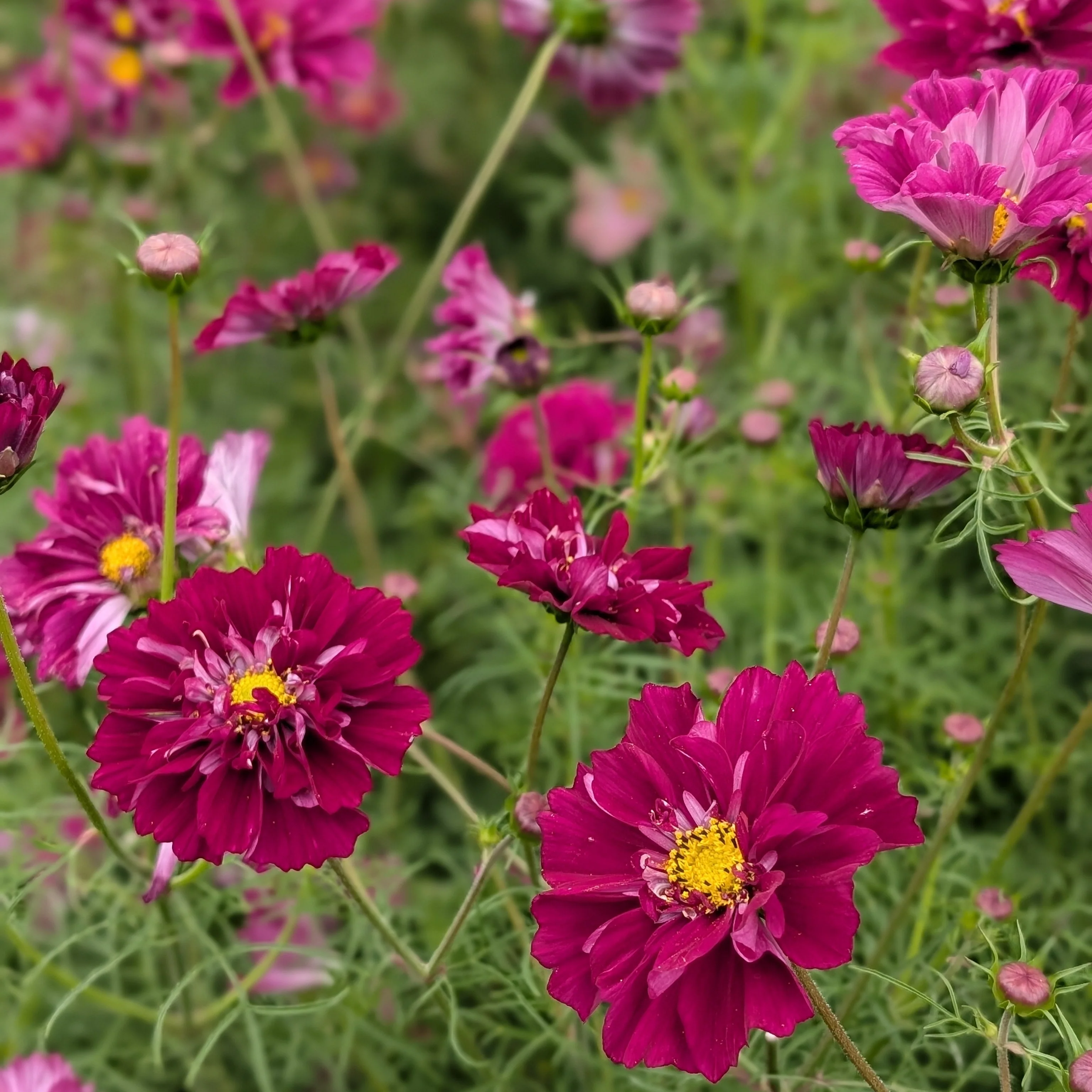 Cosmos 'Double Click Cranberries'