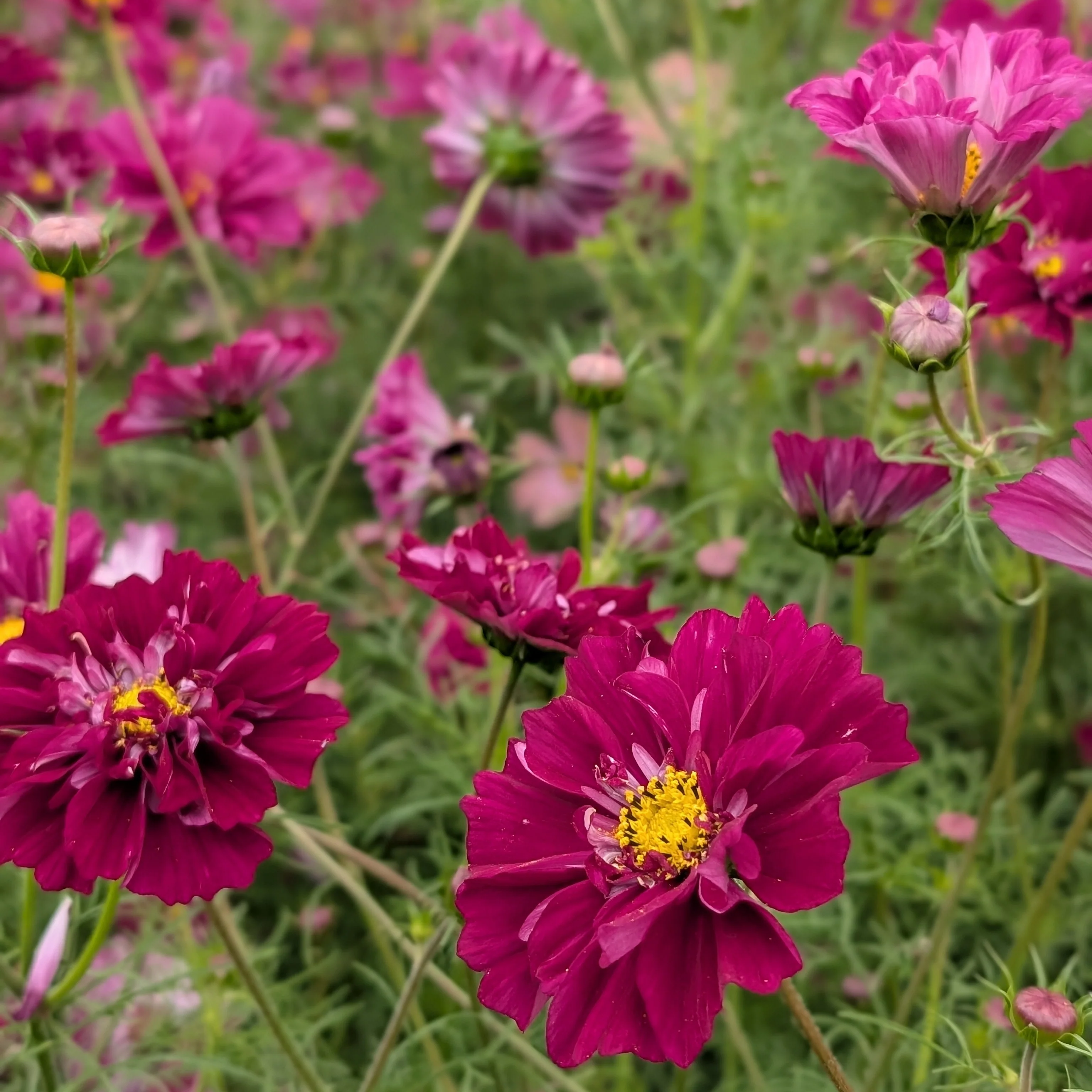 Cosmos 'Double Click Cranberries' - Image 2