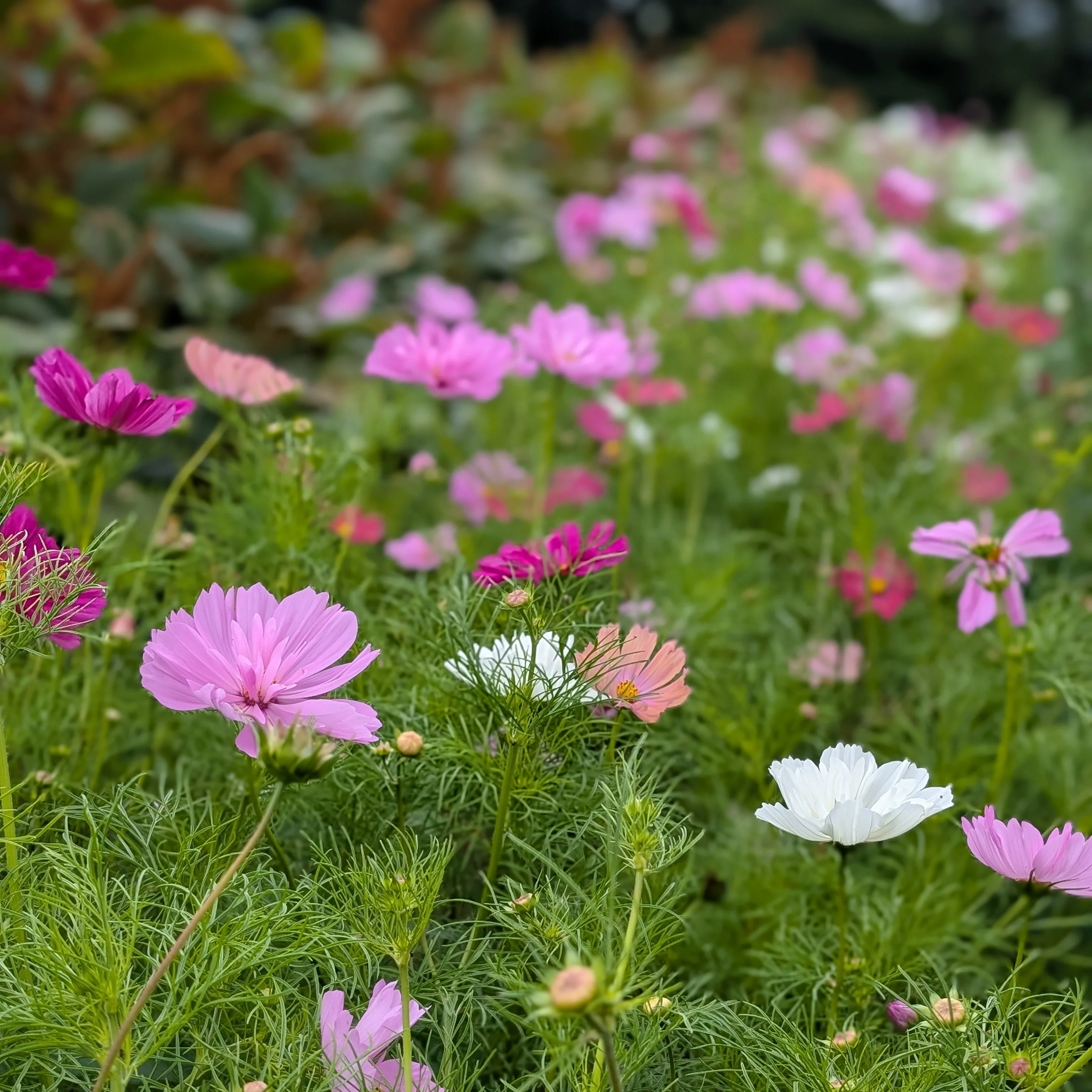 Cosmos 'Winnow Mix'