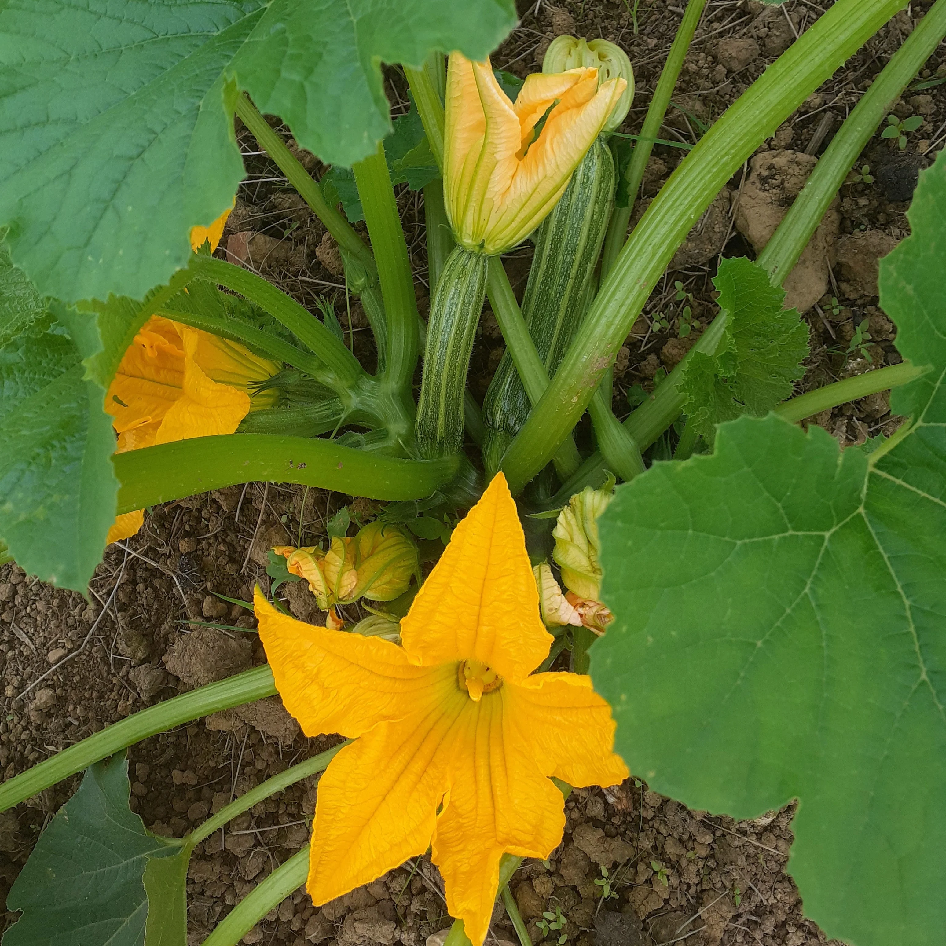 Courgette 'Costata Romanesco'