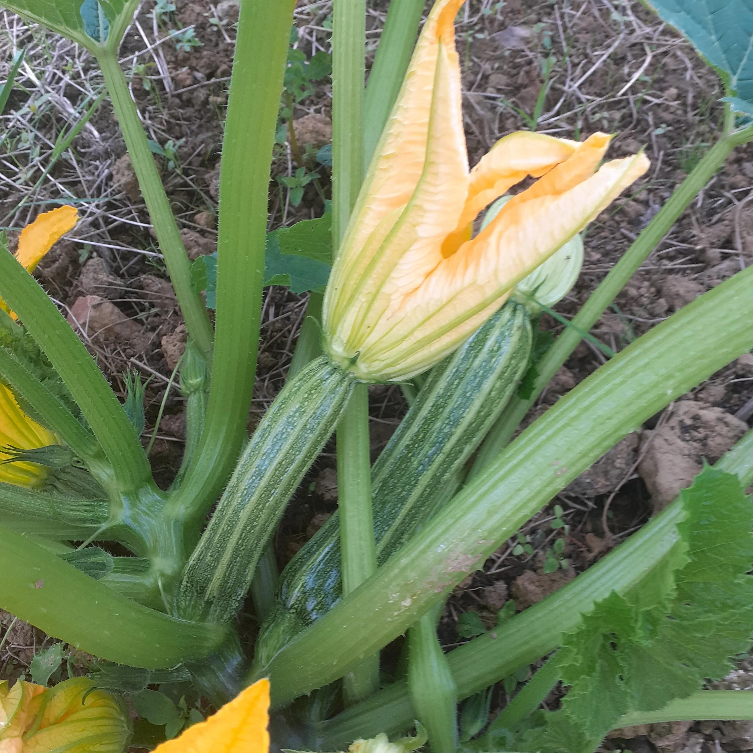 Courgette 'Costata Romanesco' - Image 2