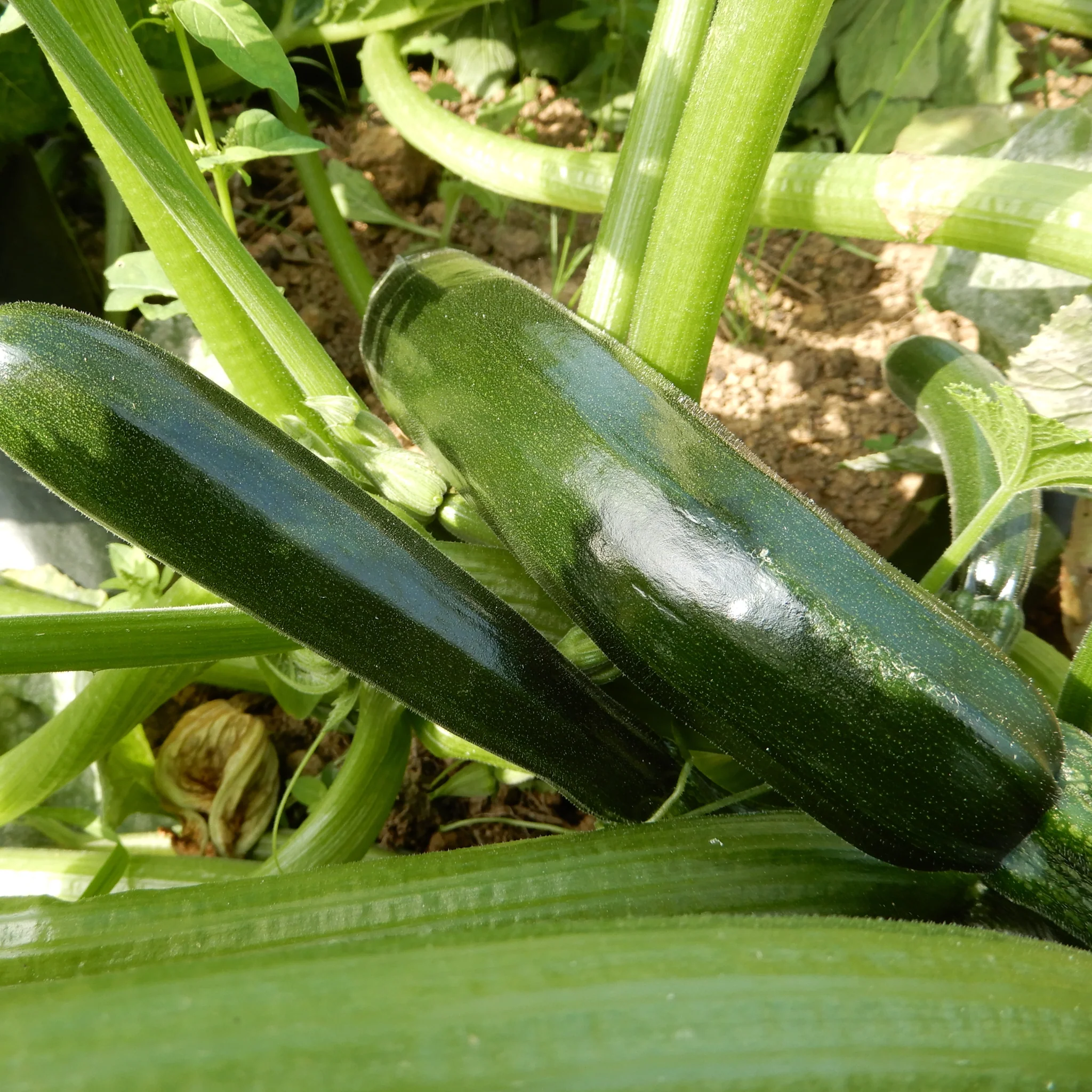 Courgette 'Dark Star' - Image 2