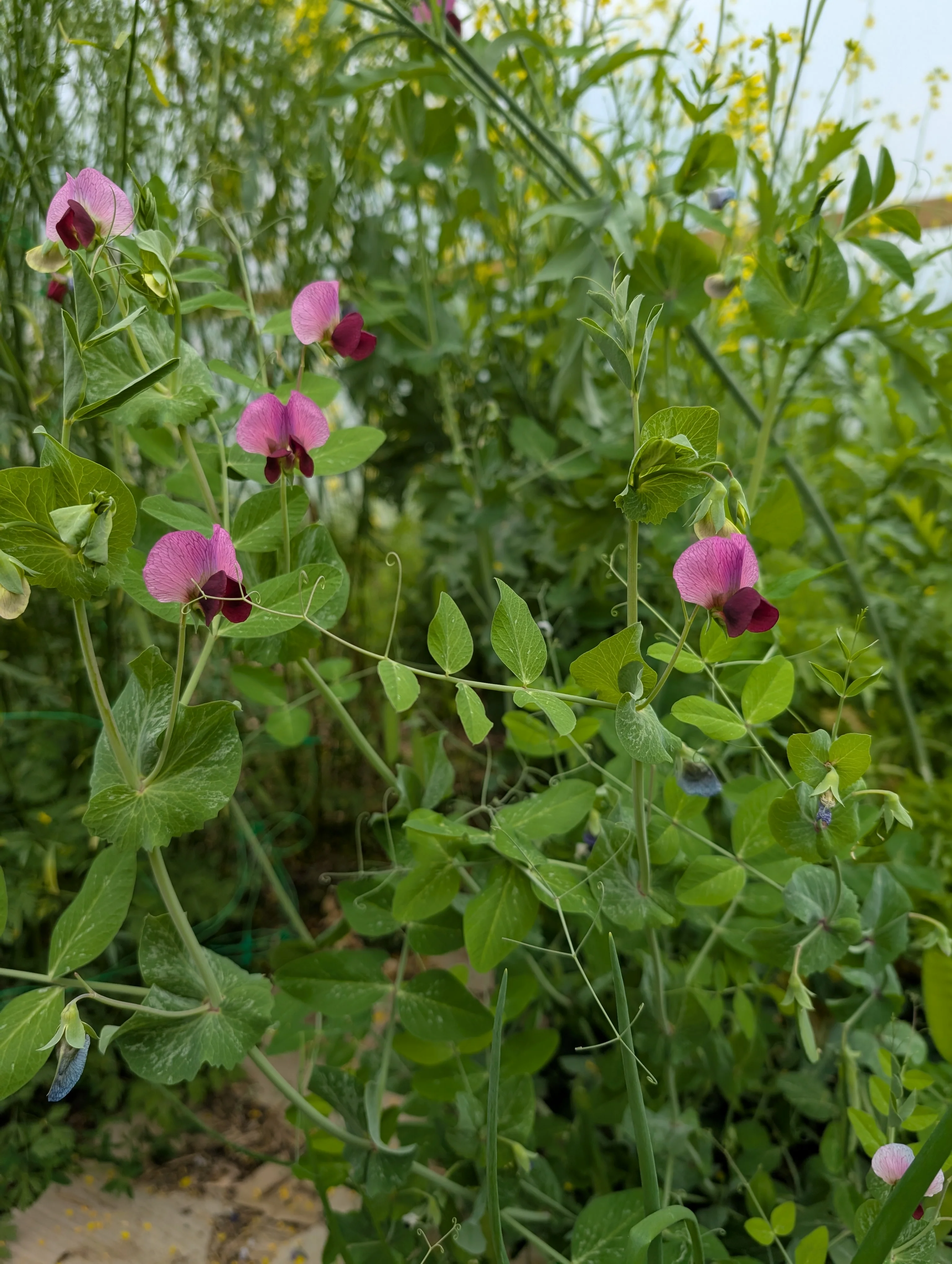 Drying Pea 'Carlin' - Image 2