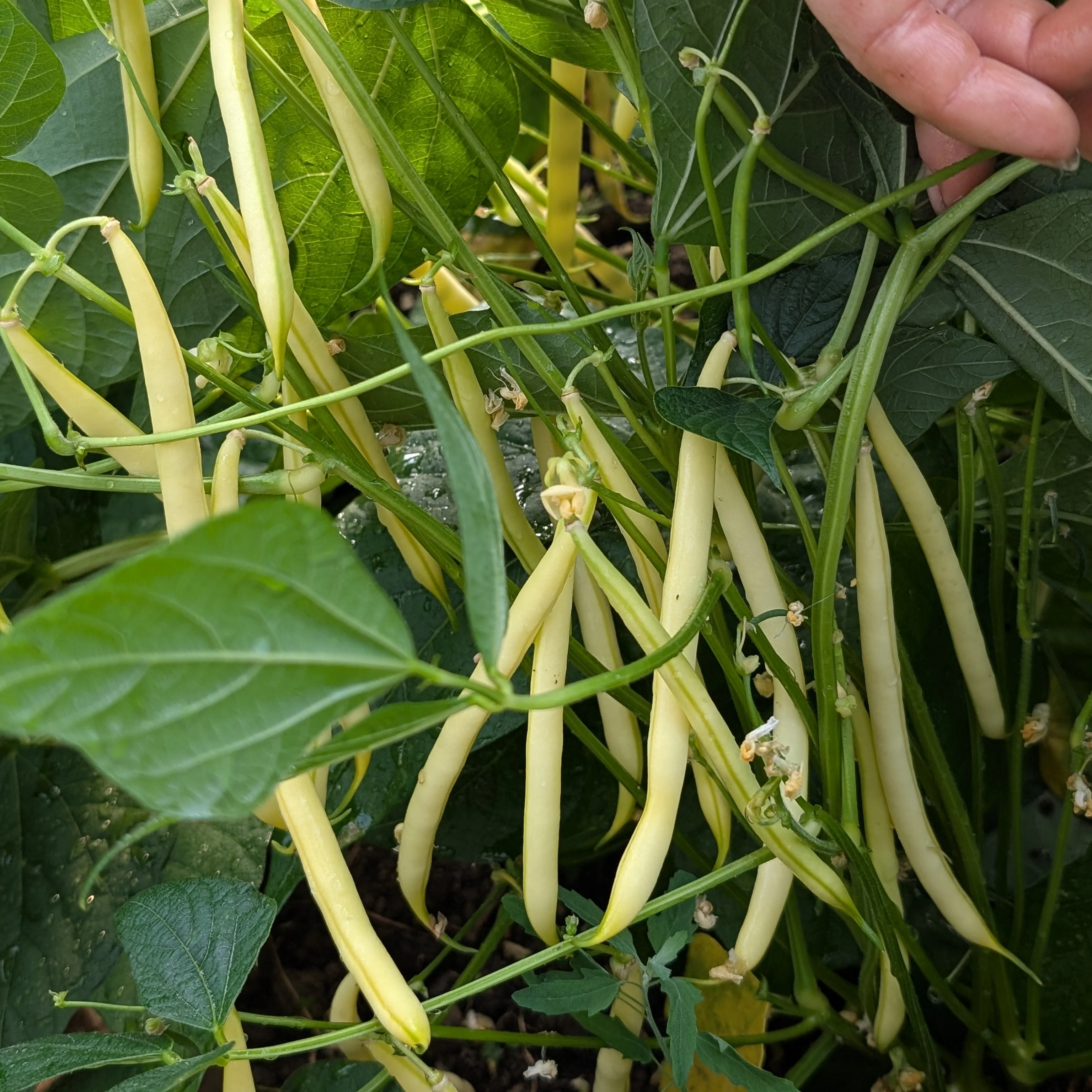 Dwarf French Bean 'Dior' - Image 2