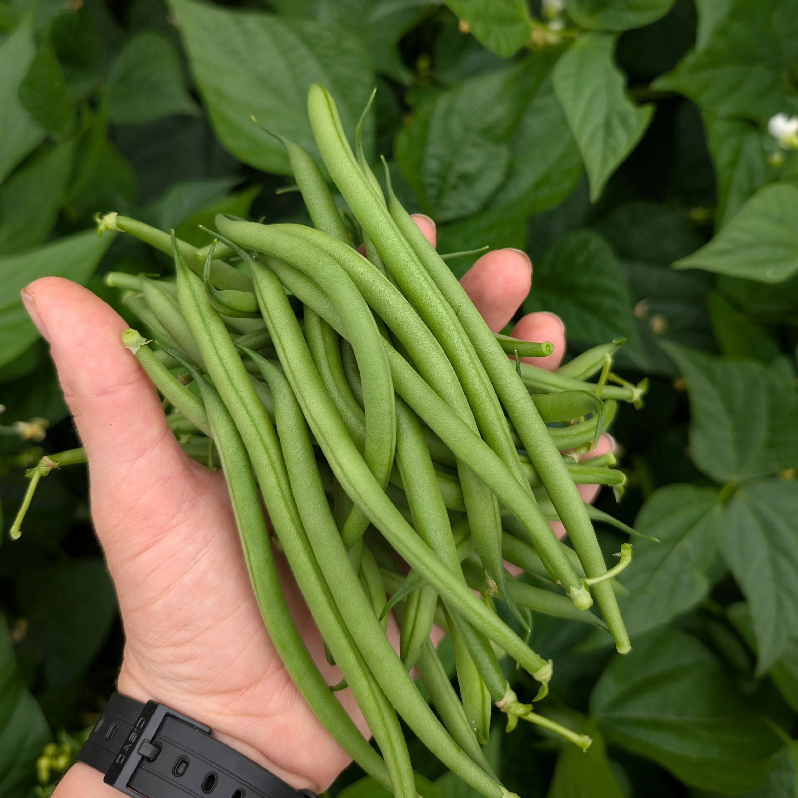 Dwarf French Bean 'Faraday'