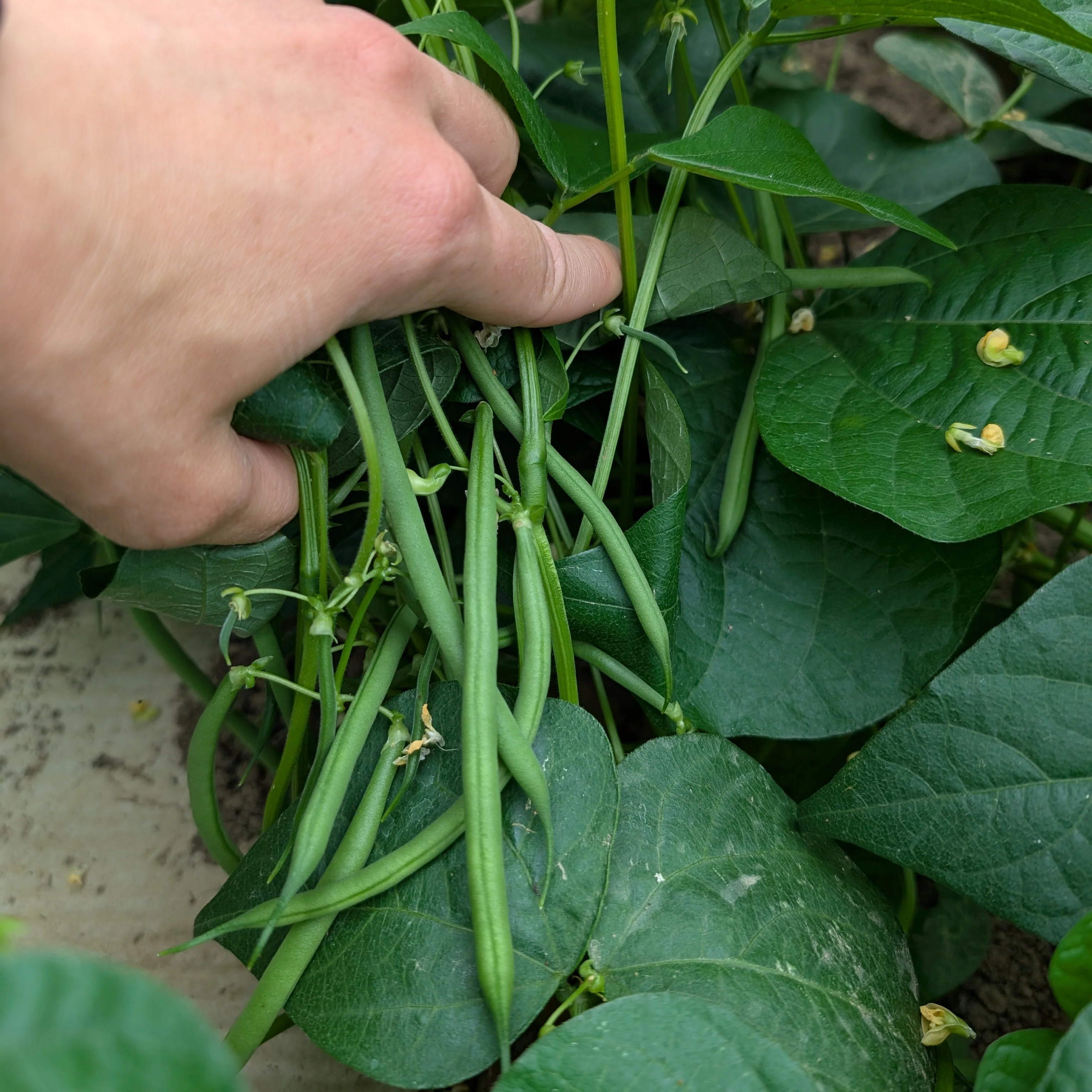 Dwarf French Bean 'Faraday' - Image 2