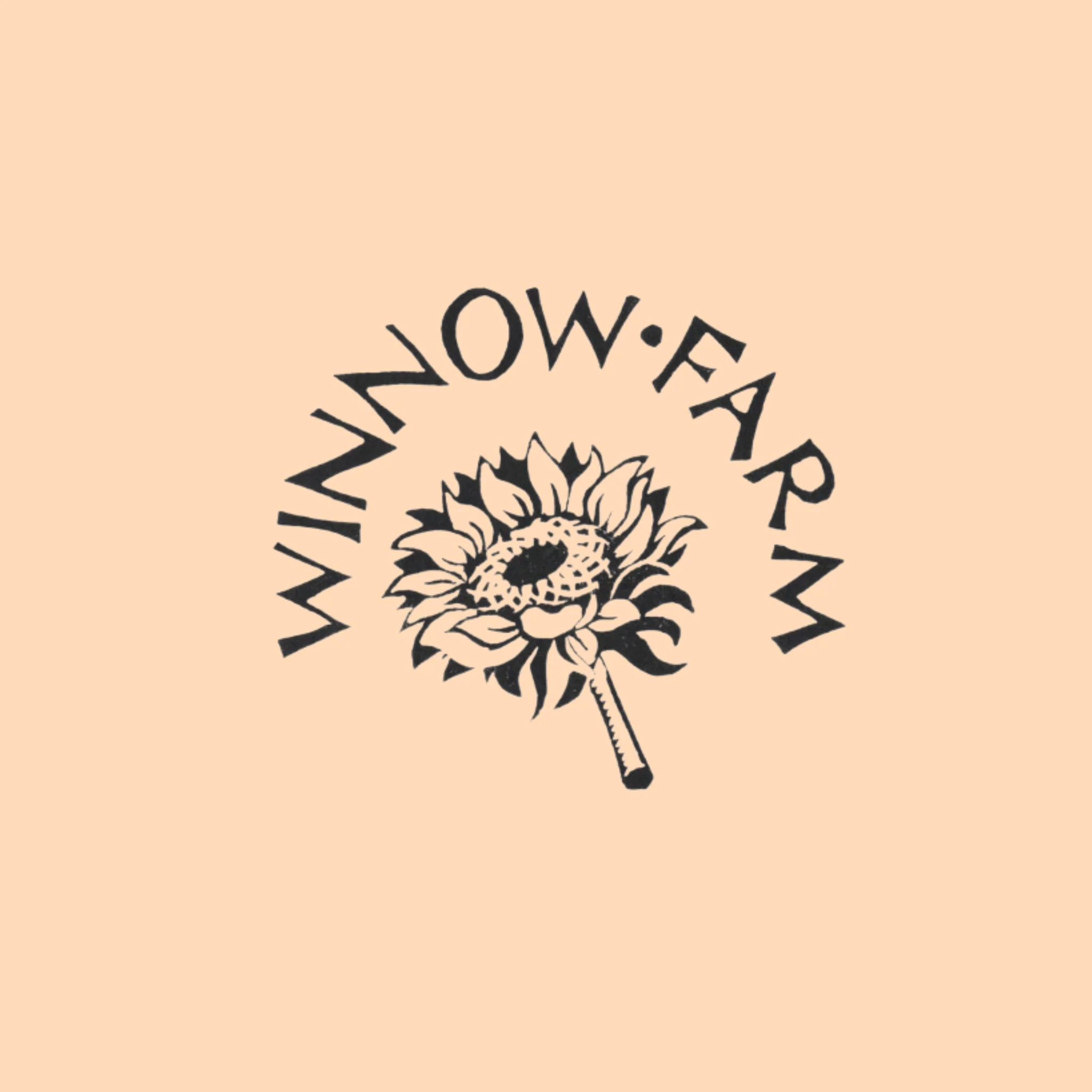 Helichrysum 'Fireball' | Strawflower