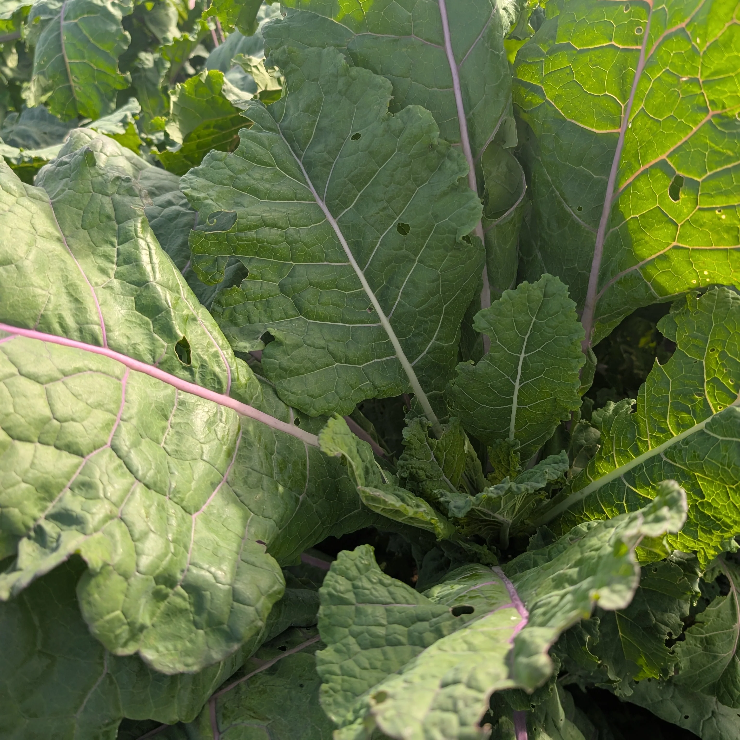Kale 'Cottagers' - Image 2