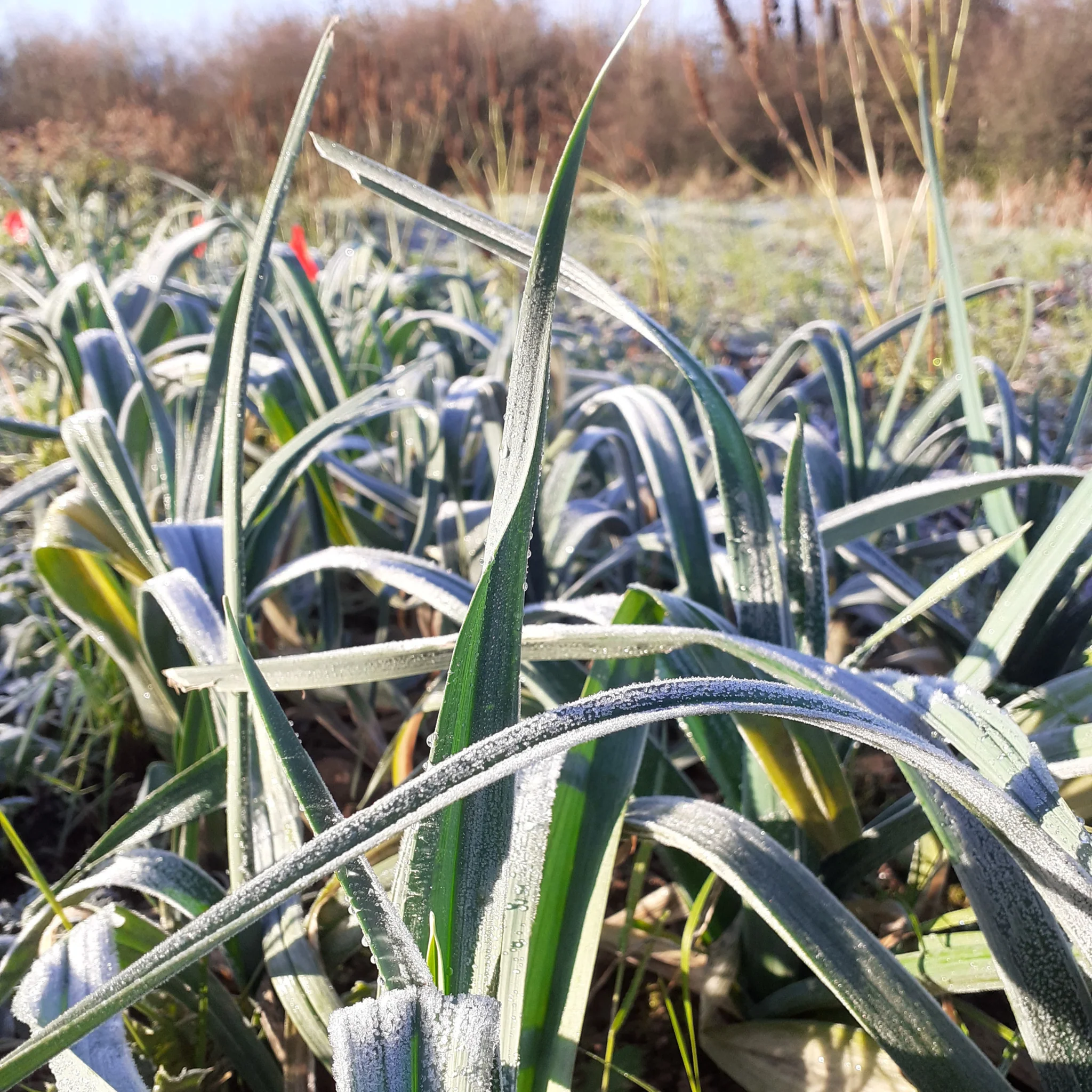 Leek 'Shades of Belgian Blue' Seeds