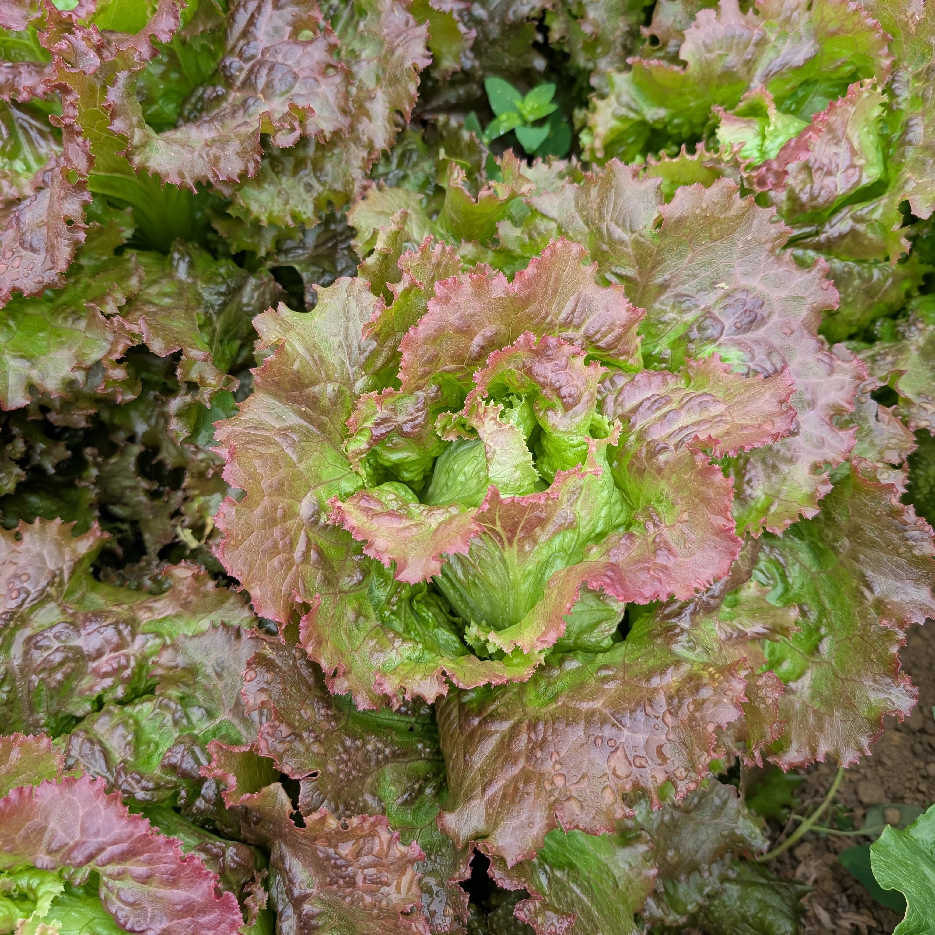 Lettuce 'Maravilla de Verano'