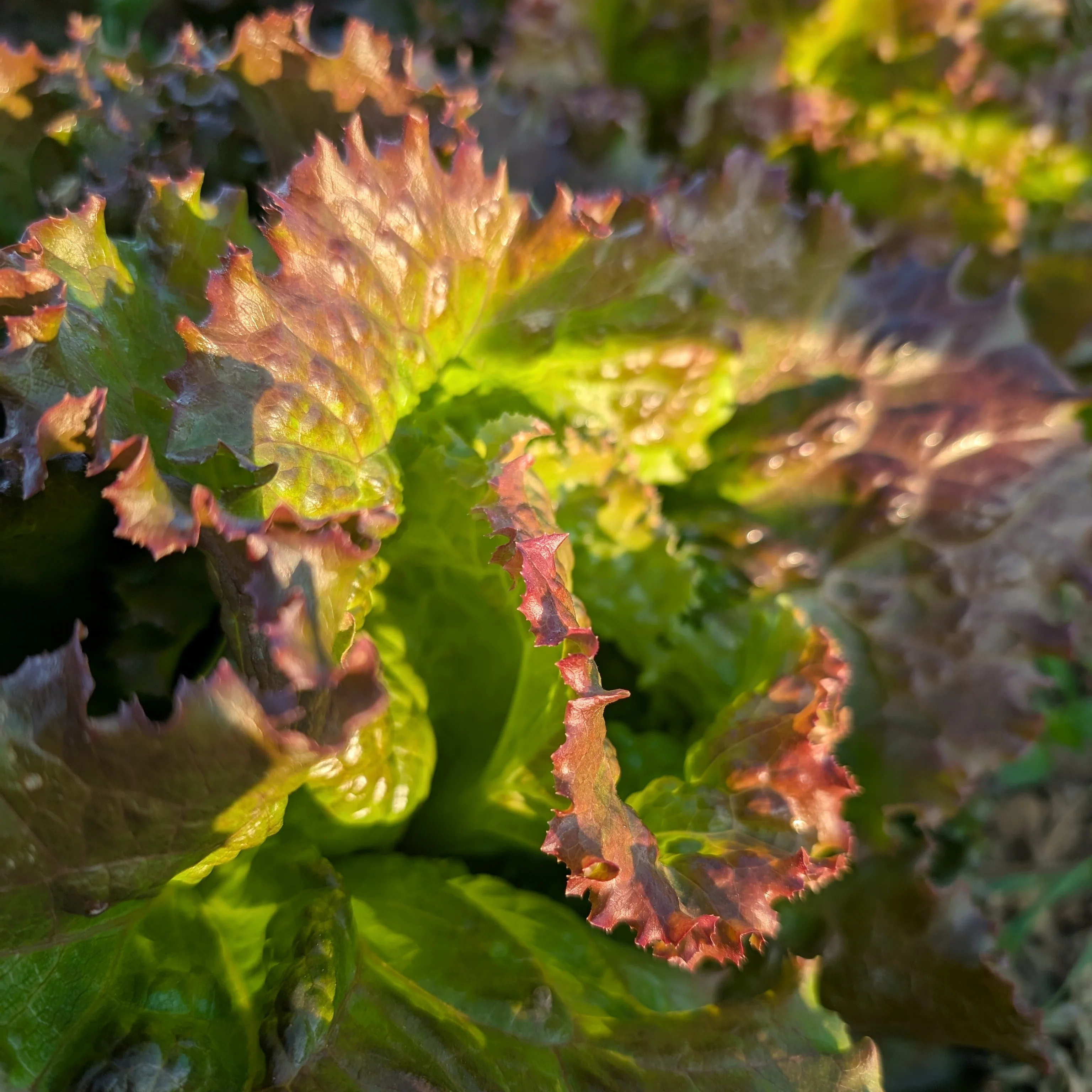 Lettuce 'Maravilla de Verano' - Image 3